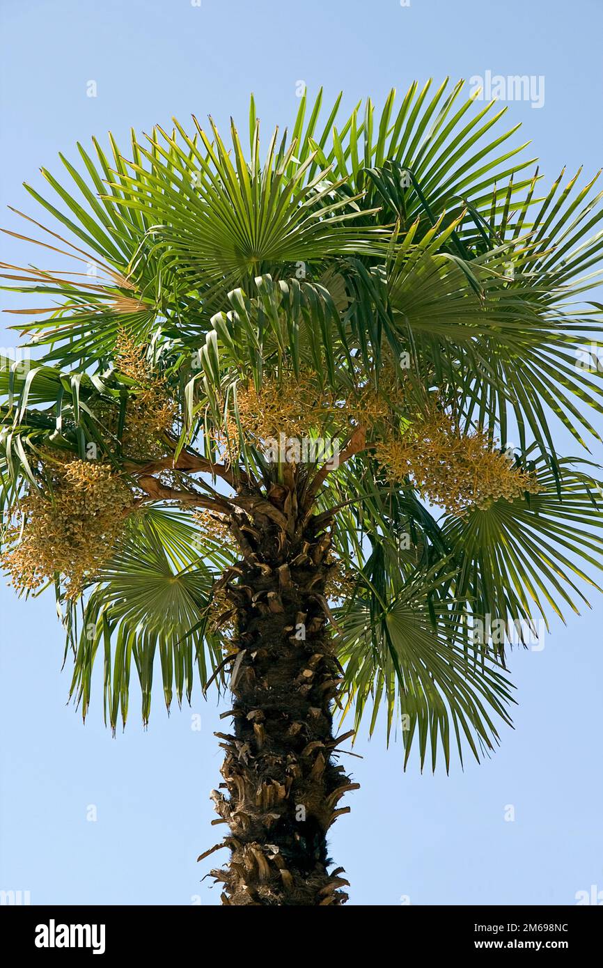 Date Palm Phoenix Stock Photo