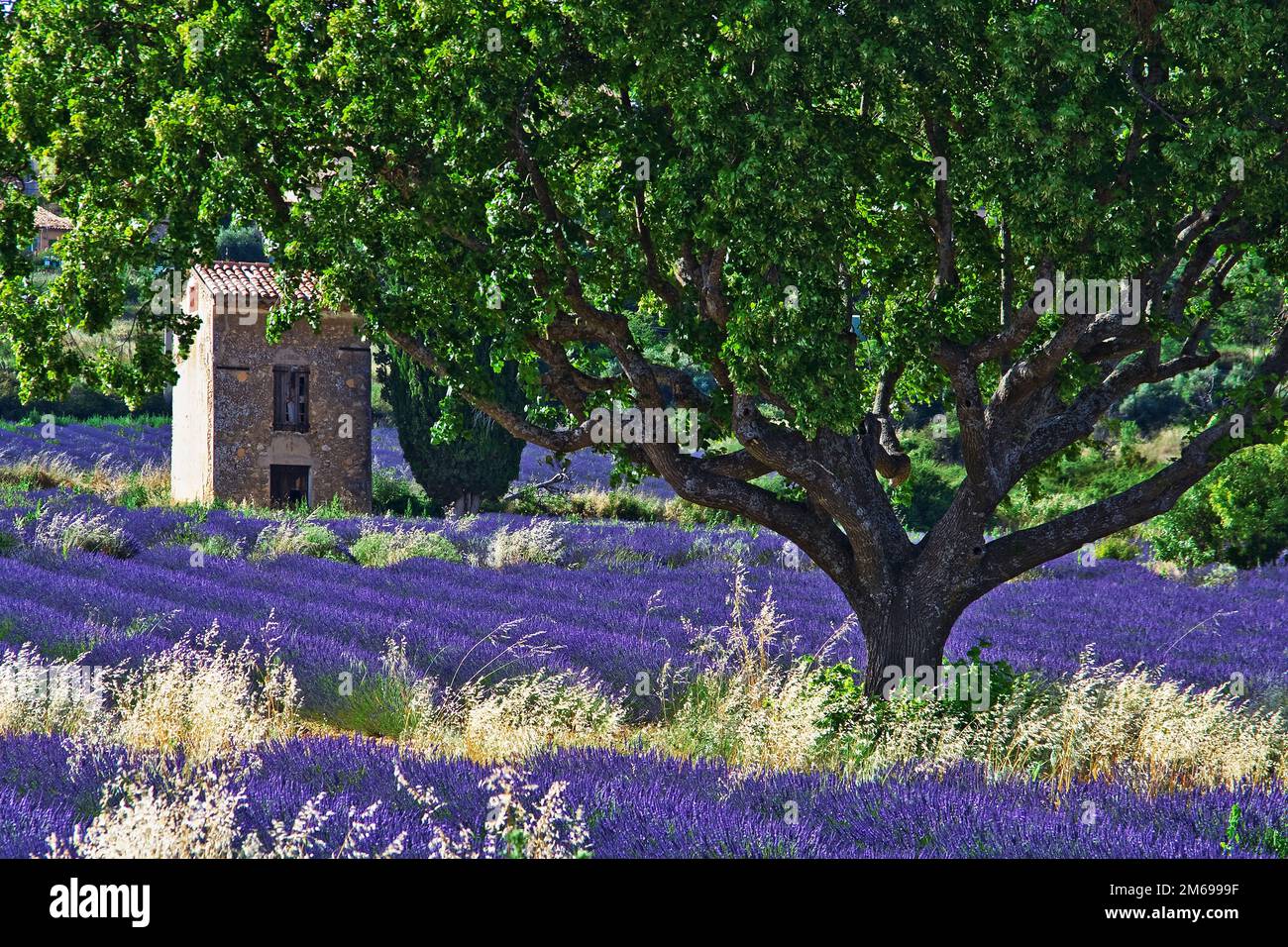 House in the lavender field, Puimoisson, Provence, France Stock Photo