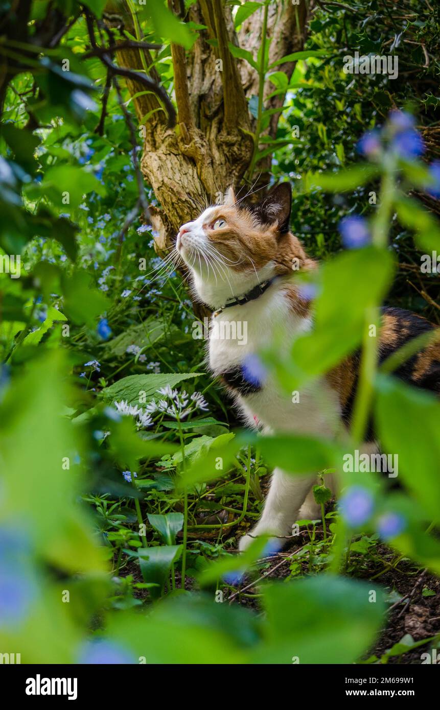 A tortoiseshell cat sits in a green hedge with blue flowers. The scene is on a summer day in the UK. Stock Photo