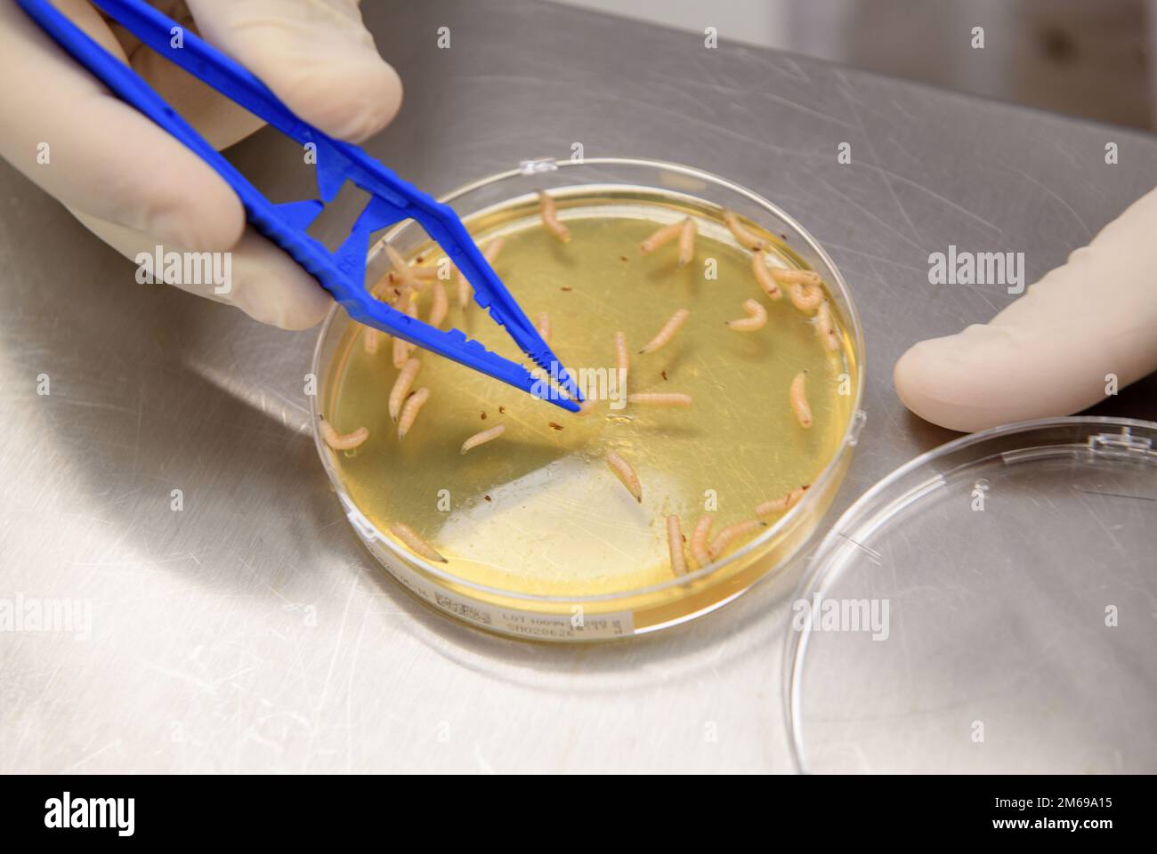 The manufacture of Larval or Maggot Debridement Therapy used for the treatment of wounds. Stock Photo