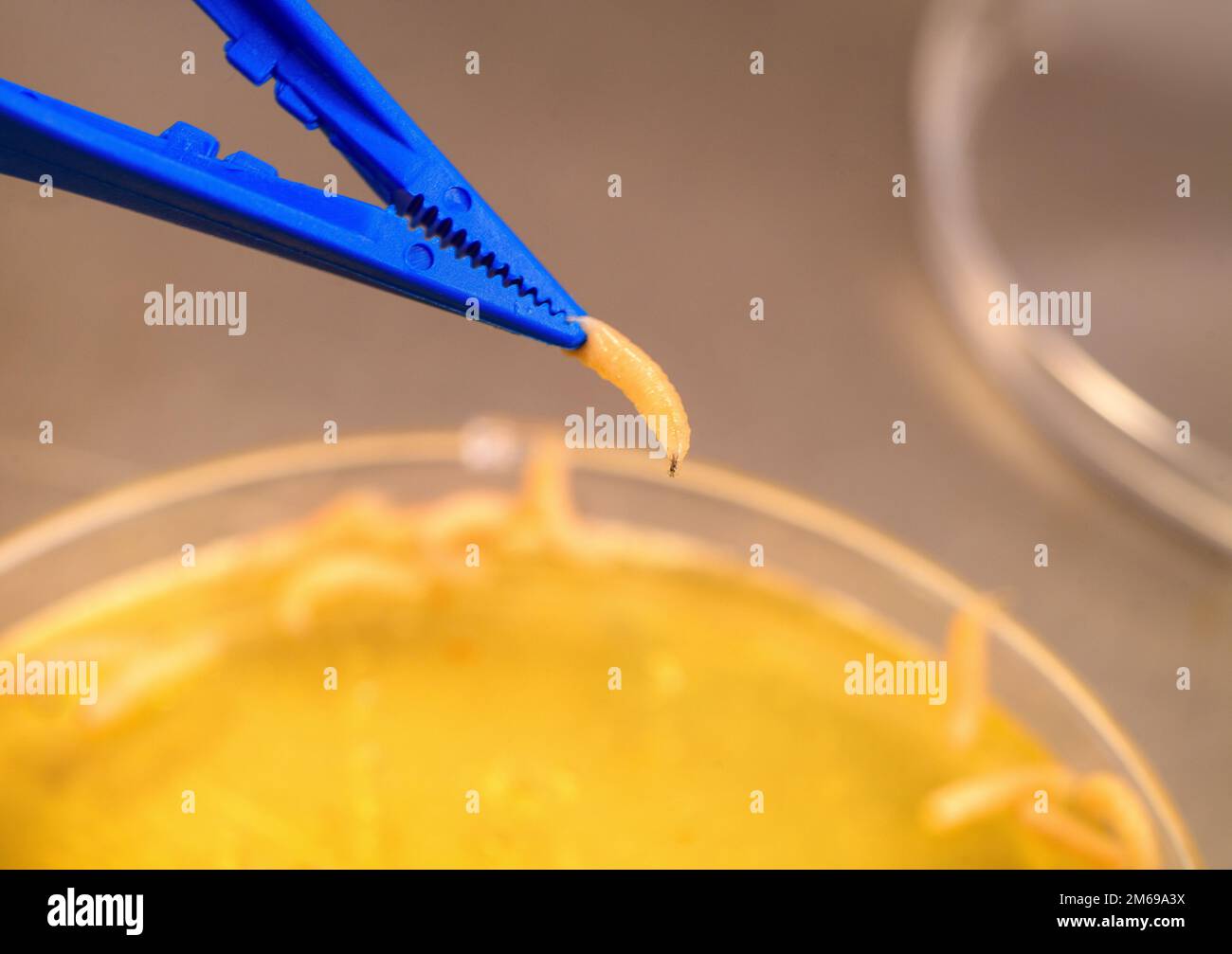 Maggot debridement therapy hires stock photography and images Alamy