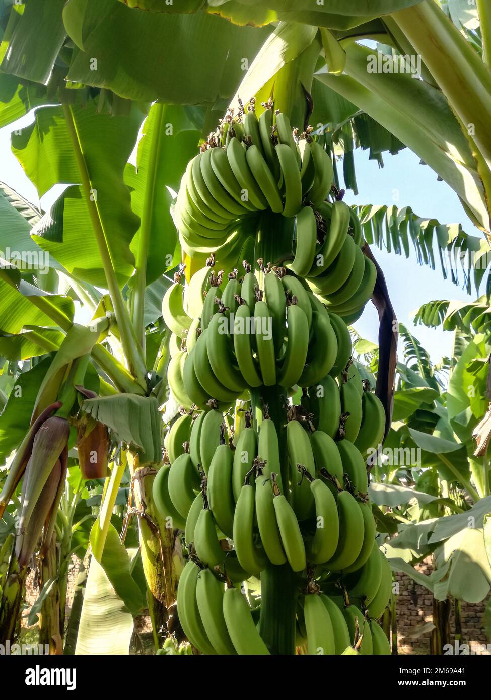 Banana grove, plantation. Banana trees with ripening bananas. Harvest coming soon. Vertical photo. Close-up. Selective focus. Stock Photo
