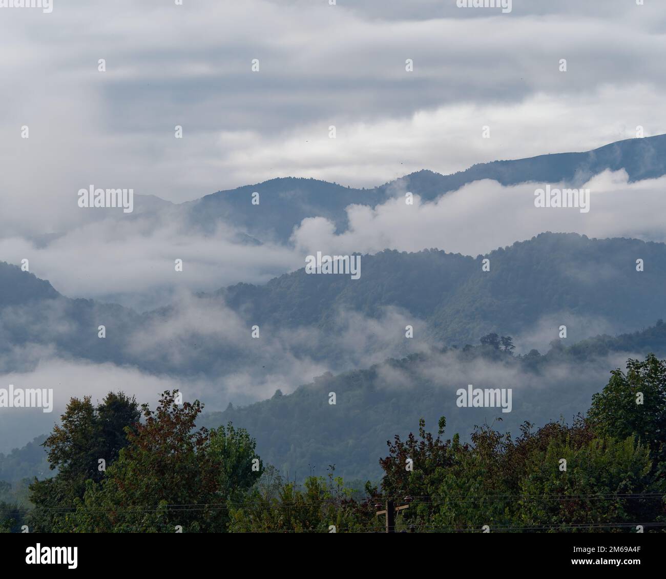 An aerial view of forest with dense trees Stock Photo - Alamy
