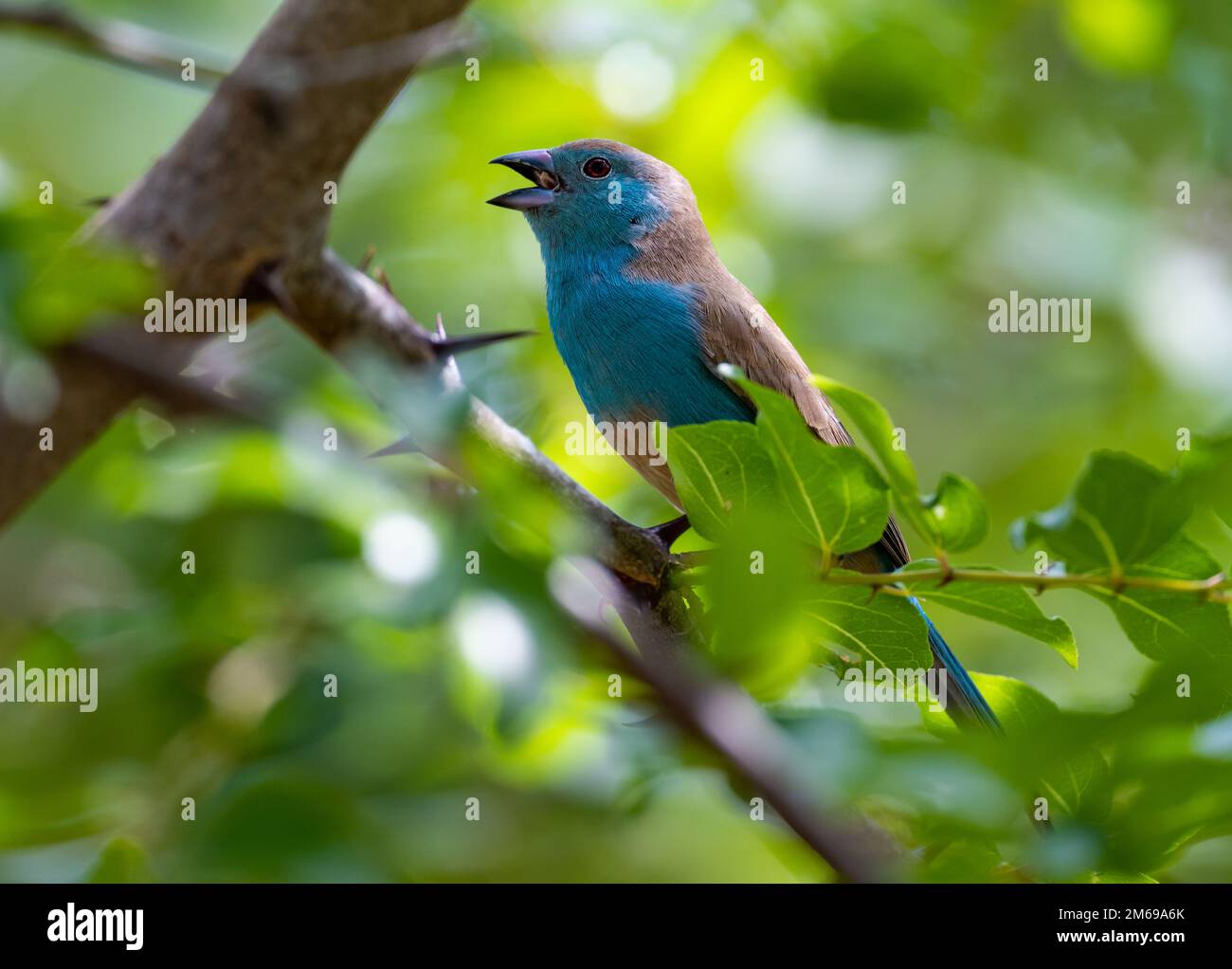 A Southern Cordonbleu (Uraeginthus angolensis), also known as Blue Waxbill, singing on a branch. Kruger National Park, South Africa. Stock Photo