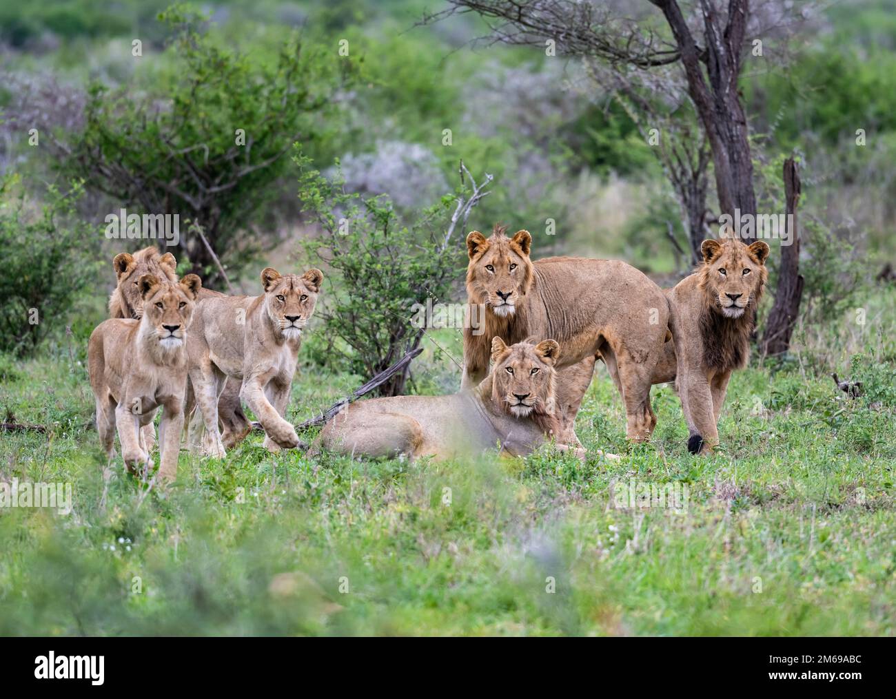 A group of Lions (Panthera leo) ready to hunt. Kruger National Park