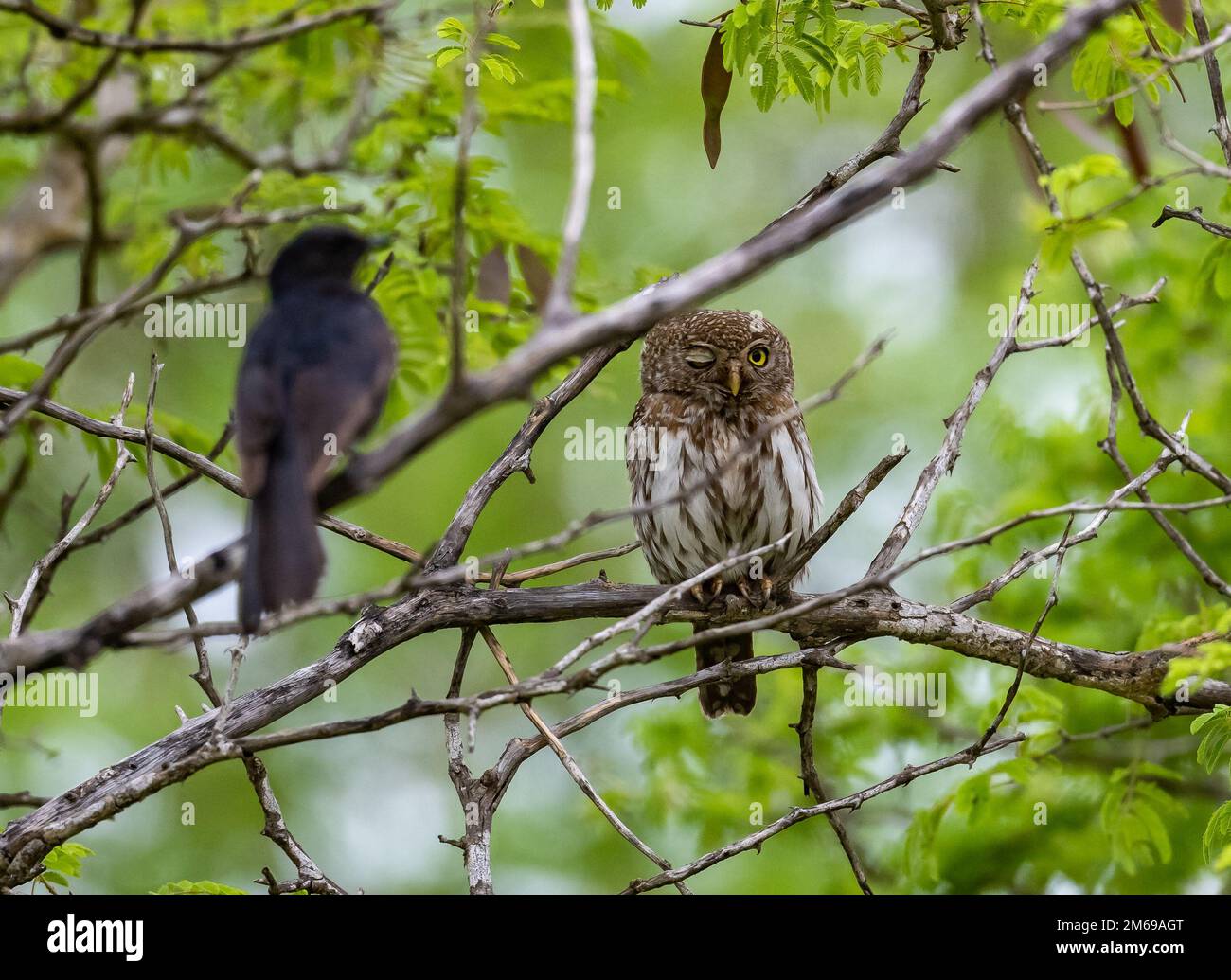 A Pearl-spotted Owlet (Glaucidium perlatum) winks at a mobbing bird. Kruger National Park, South Africa. Stock Photo