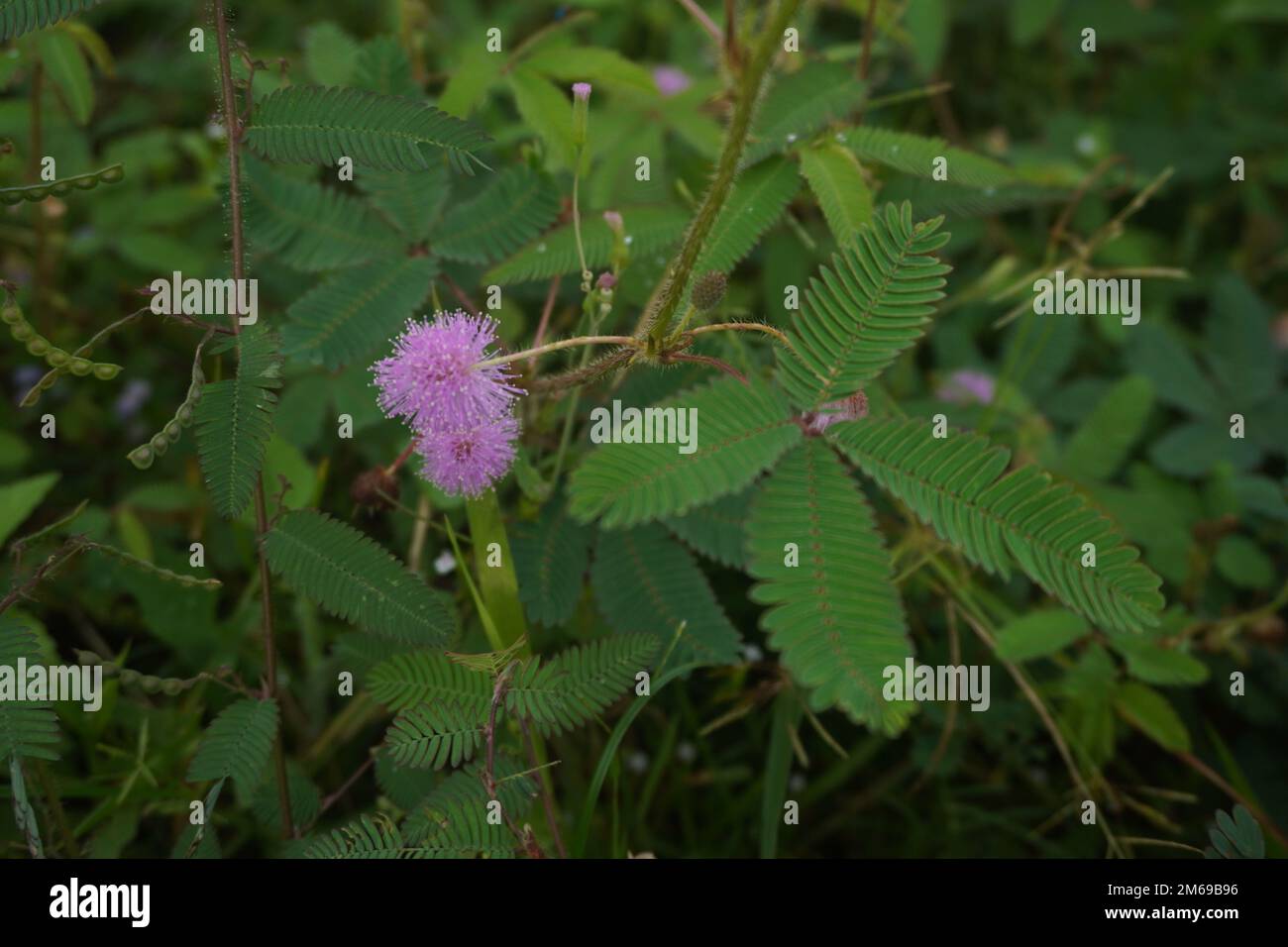 Mimosa pudica flower or putri malu in indonesia looks very beautiful