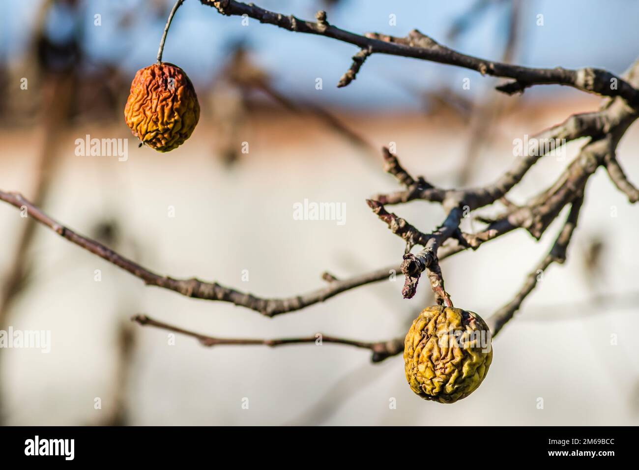 Diseases of trees. Branch of a dead Apple tree with dried apples. Diseases of trees. Apples