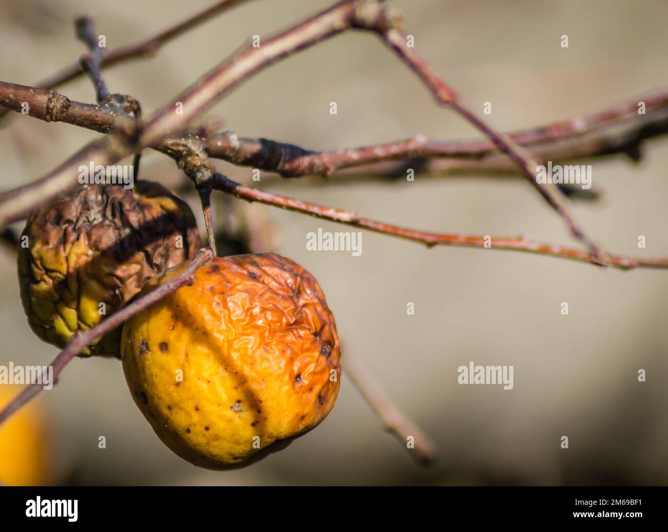 Diseases of trees. Branch of a dead Apple tree with dried apples