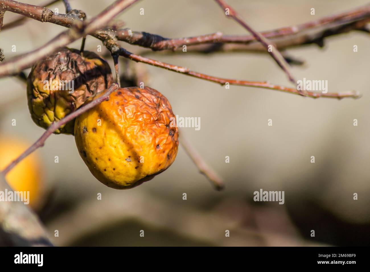 Diseases of trees. Branch of a dead Apple tree with dried apples