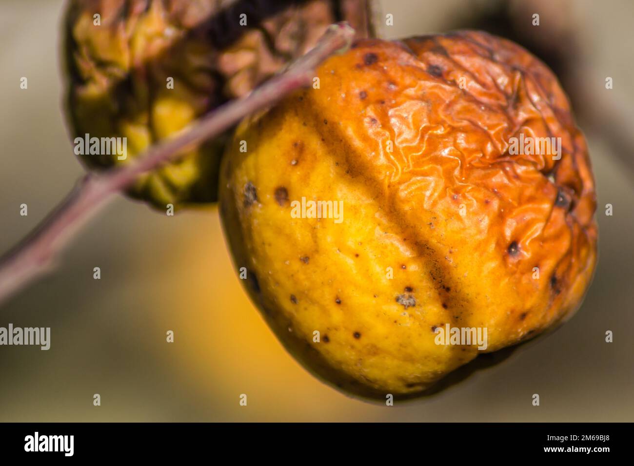 Diseases of trees. Branch of a dead Apple tree with dried apples