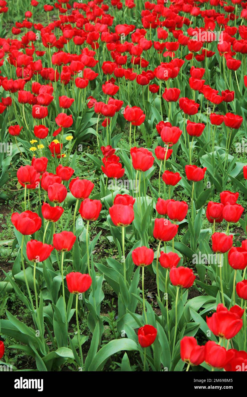 Series of the natural textures (Red tulips) Stock Photo