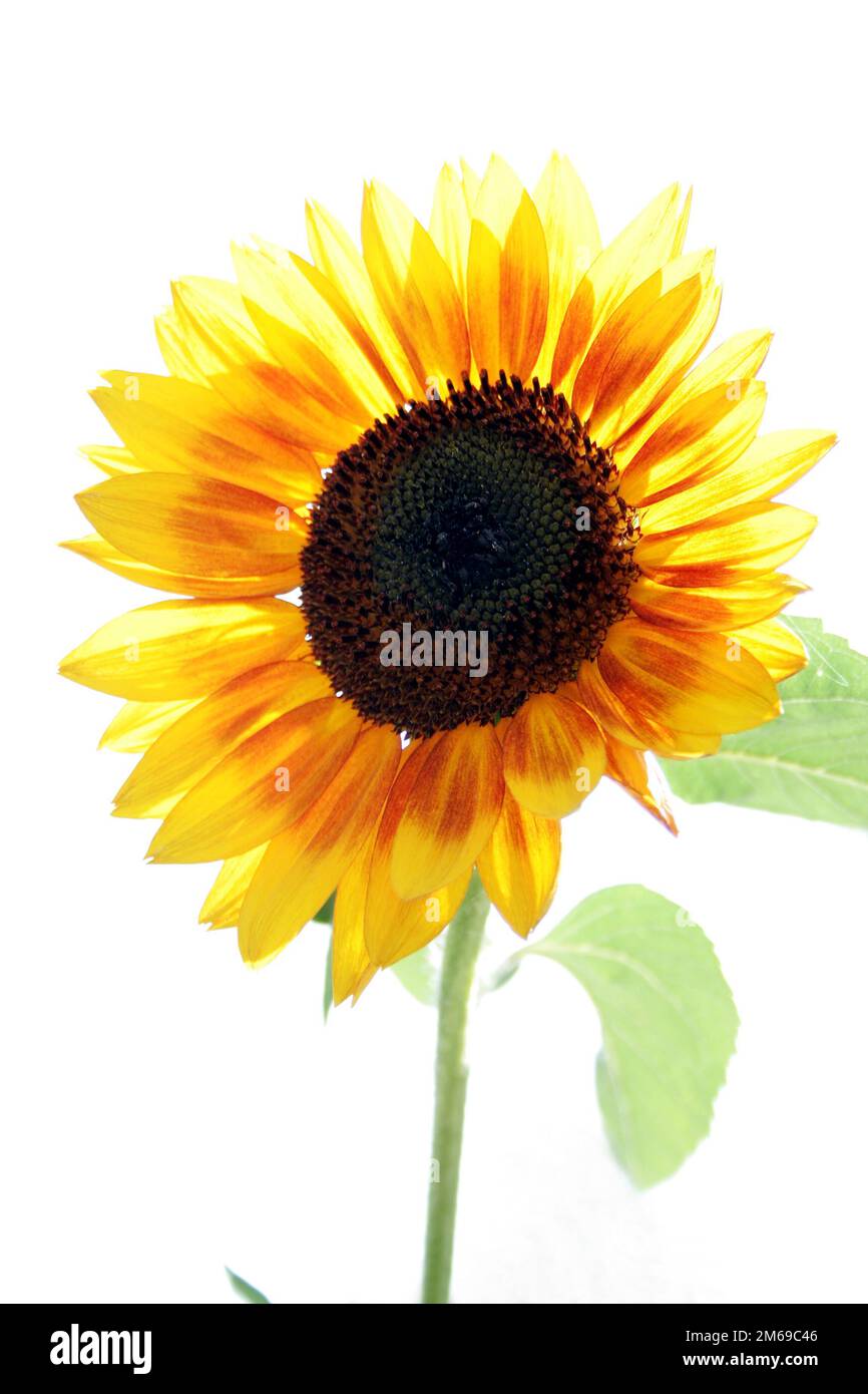 Sunflower isolated on white background Stock Photo - Alamy