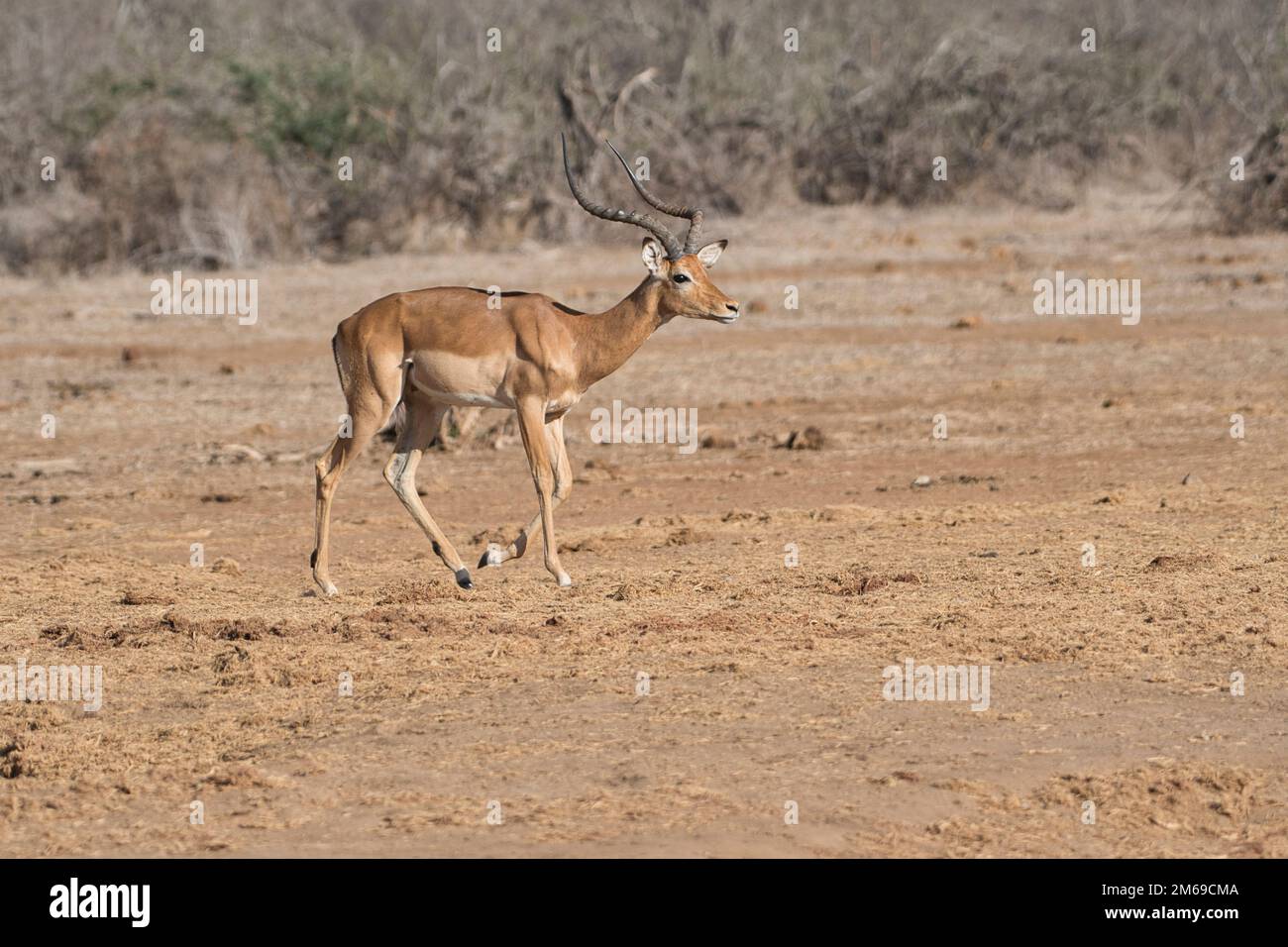 Adult impala hi-res stock photography and images - Alamy