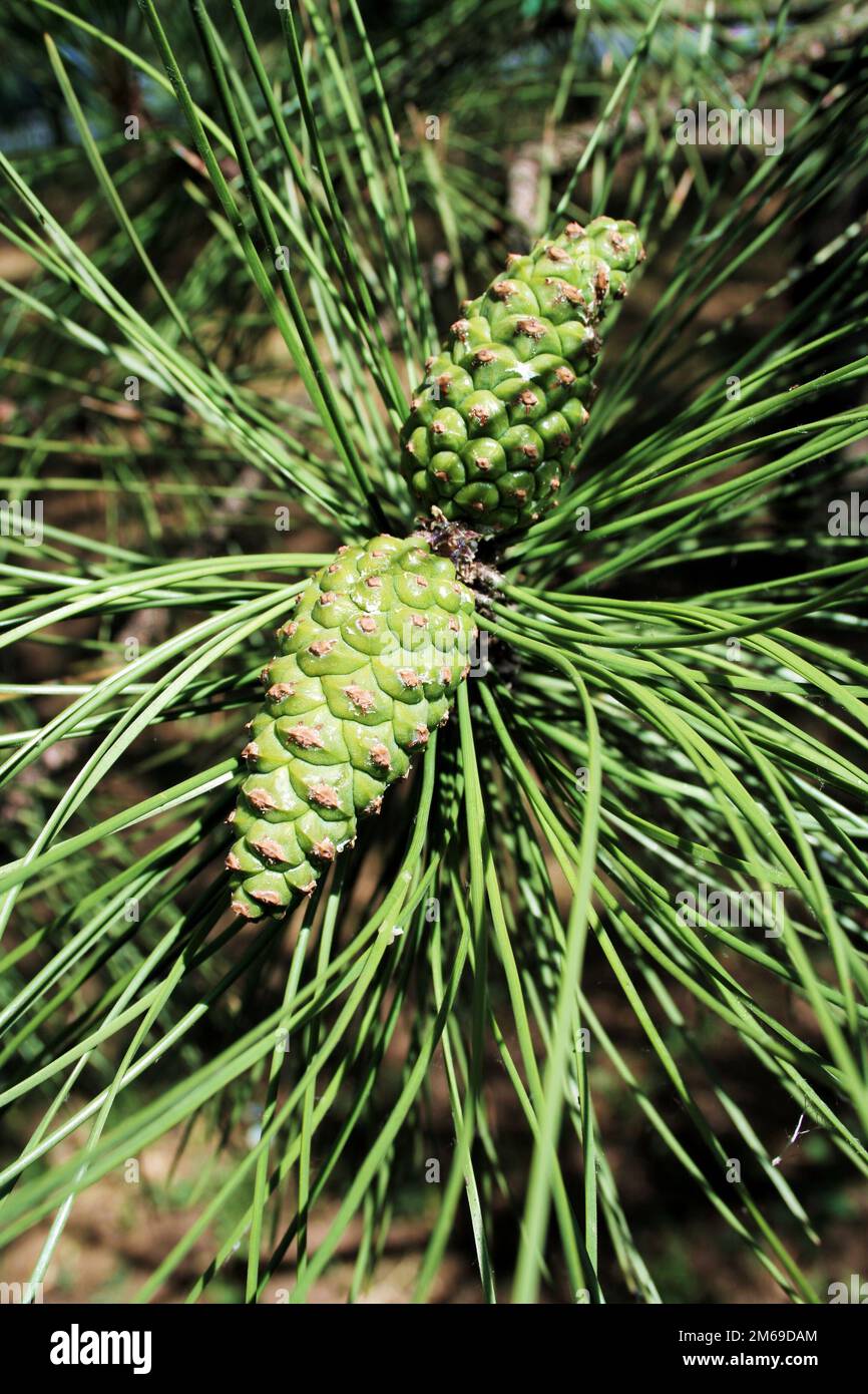 Green cones and needles on the pine-tree 2 Stock Photo