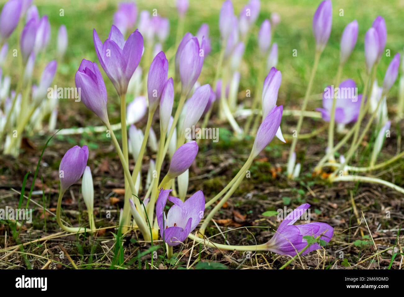 Colchicum flowers blooming on an Autumn day Stock Photo