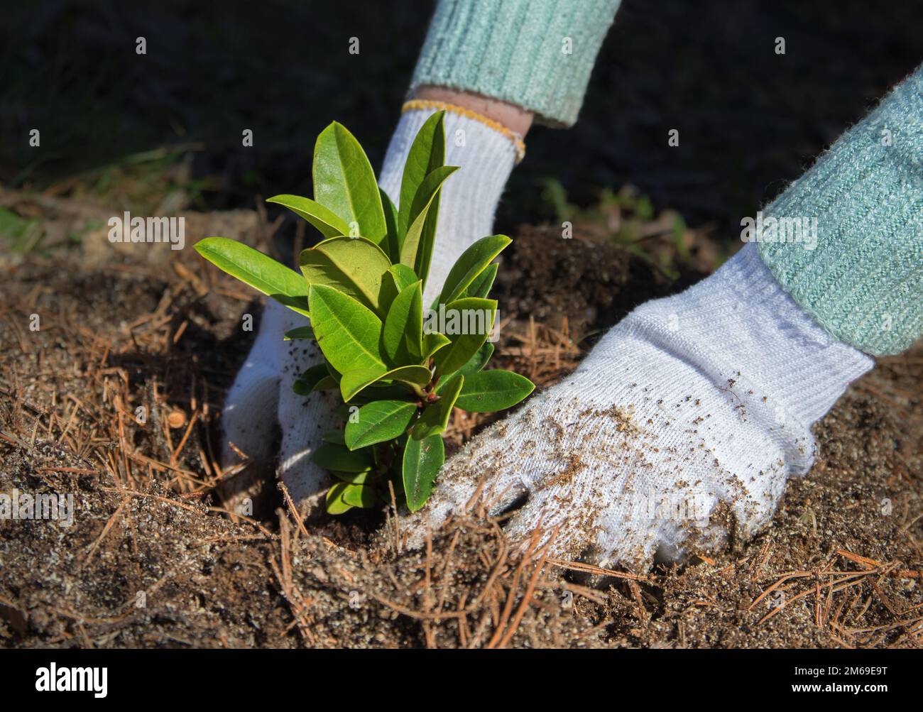 Gardener puts rhododendron bush in ground in garden. Process of landing plant in ground. Stock Photo