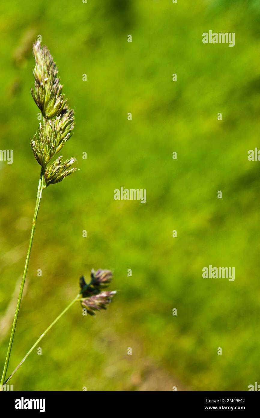 Lush green grass field forest hi-res stock photography and images - Alamy