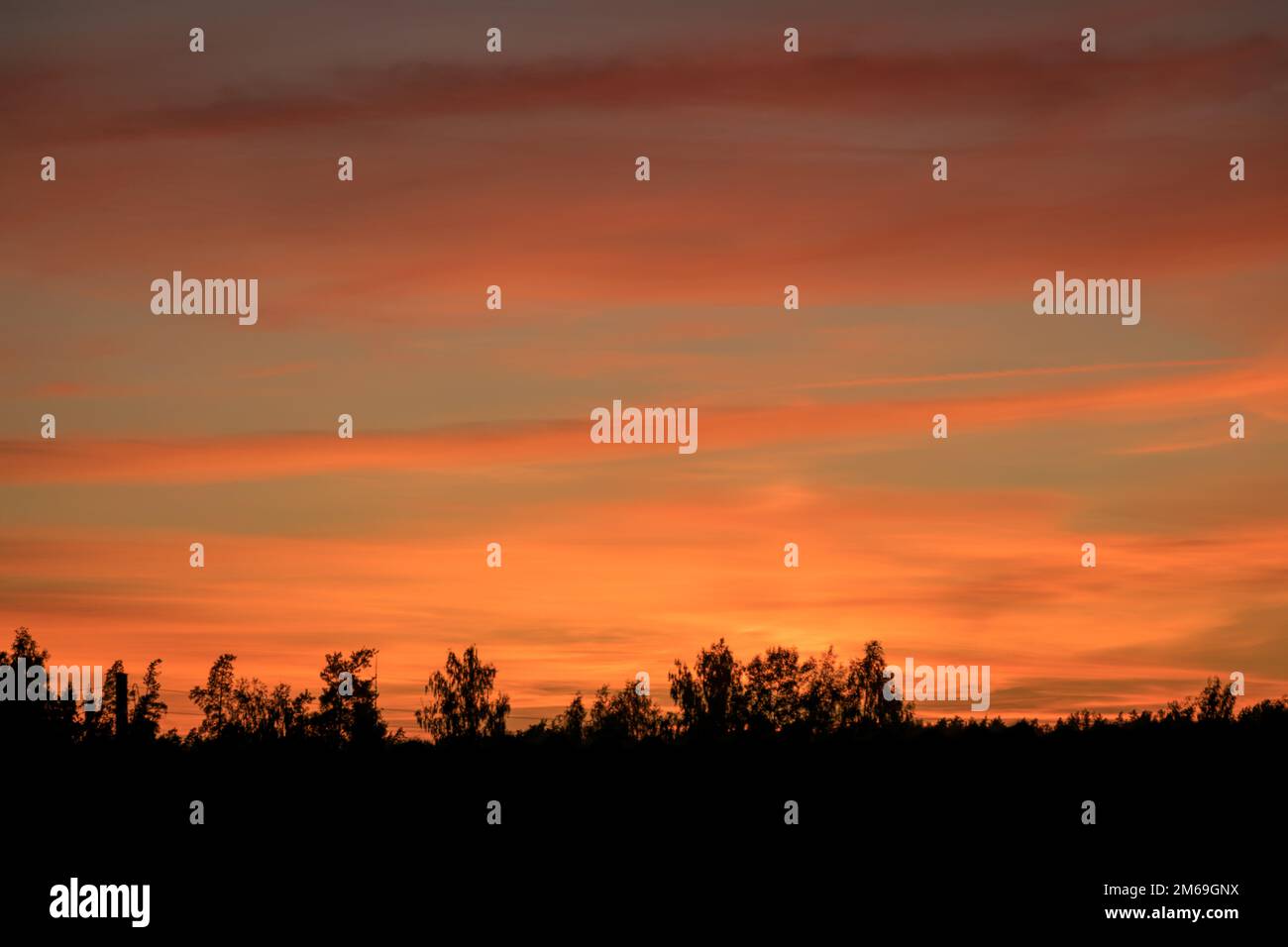 colorful sunset skies and black tree silhouettes, summer time Stock ...