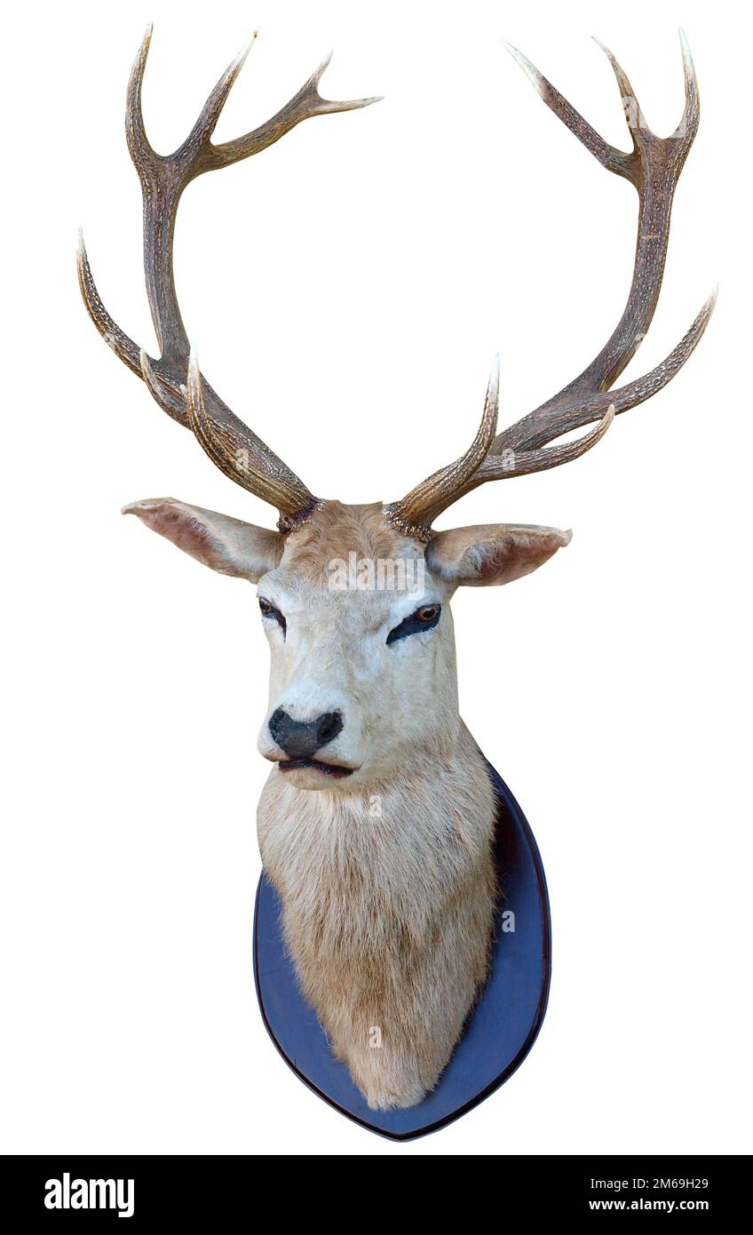 13 Point Deer Head Stock Photo