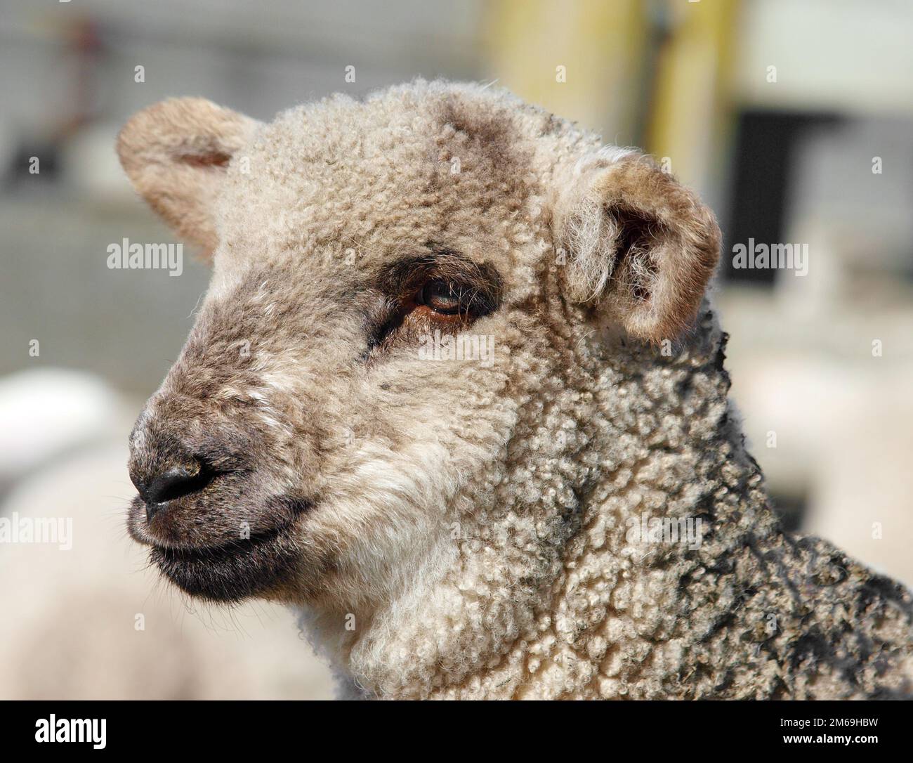 Cute Lamb Stock Photo