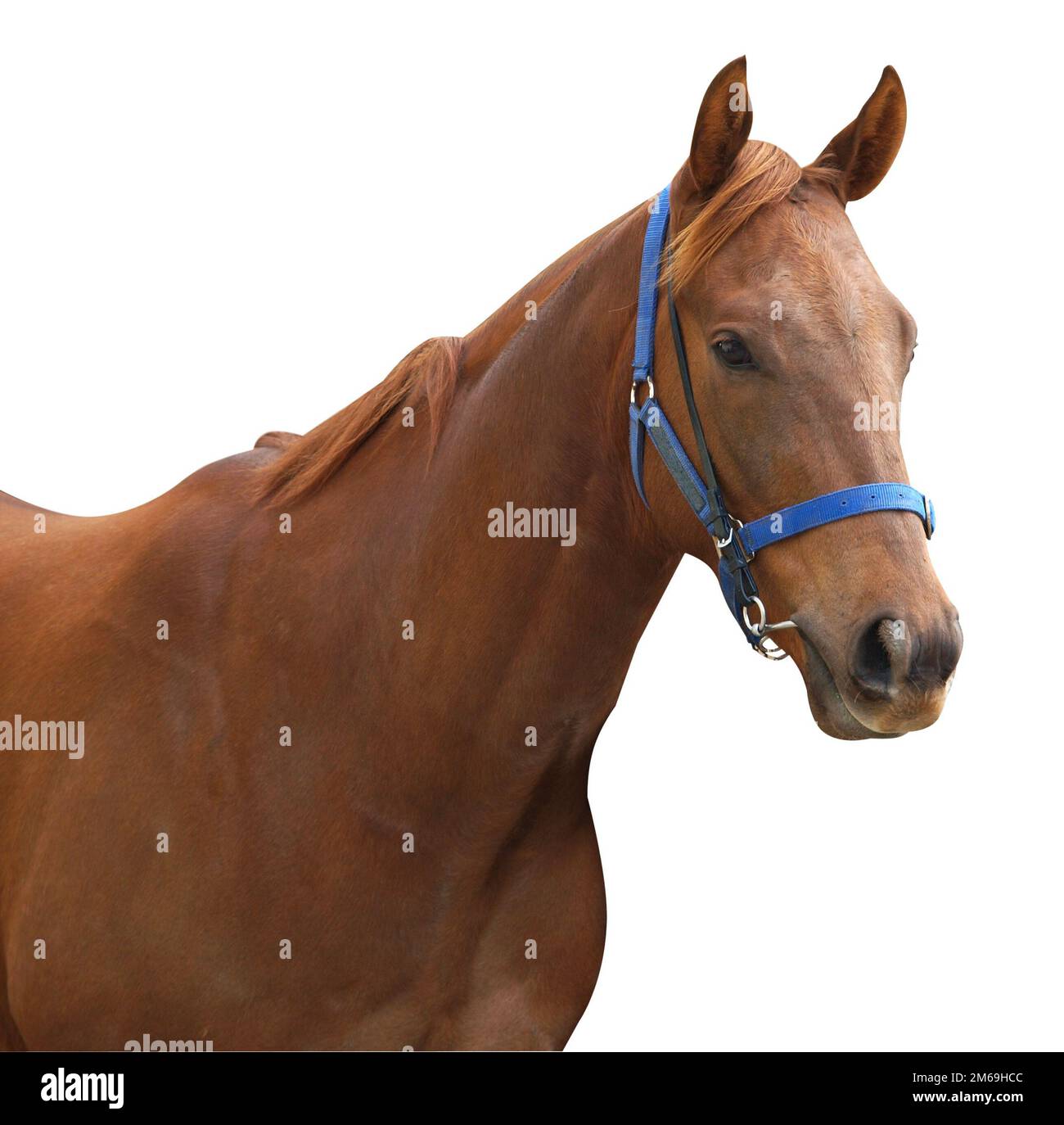 Chestnut Racehorse Stock Photo