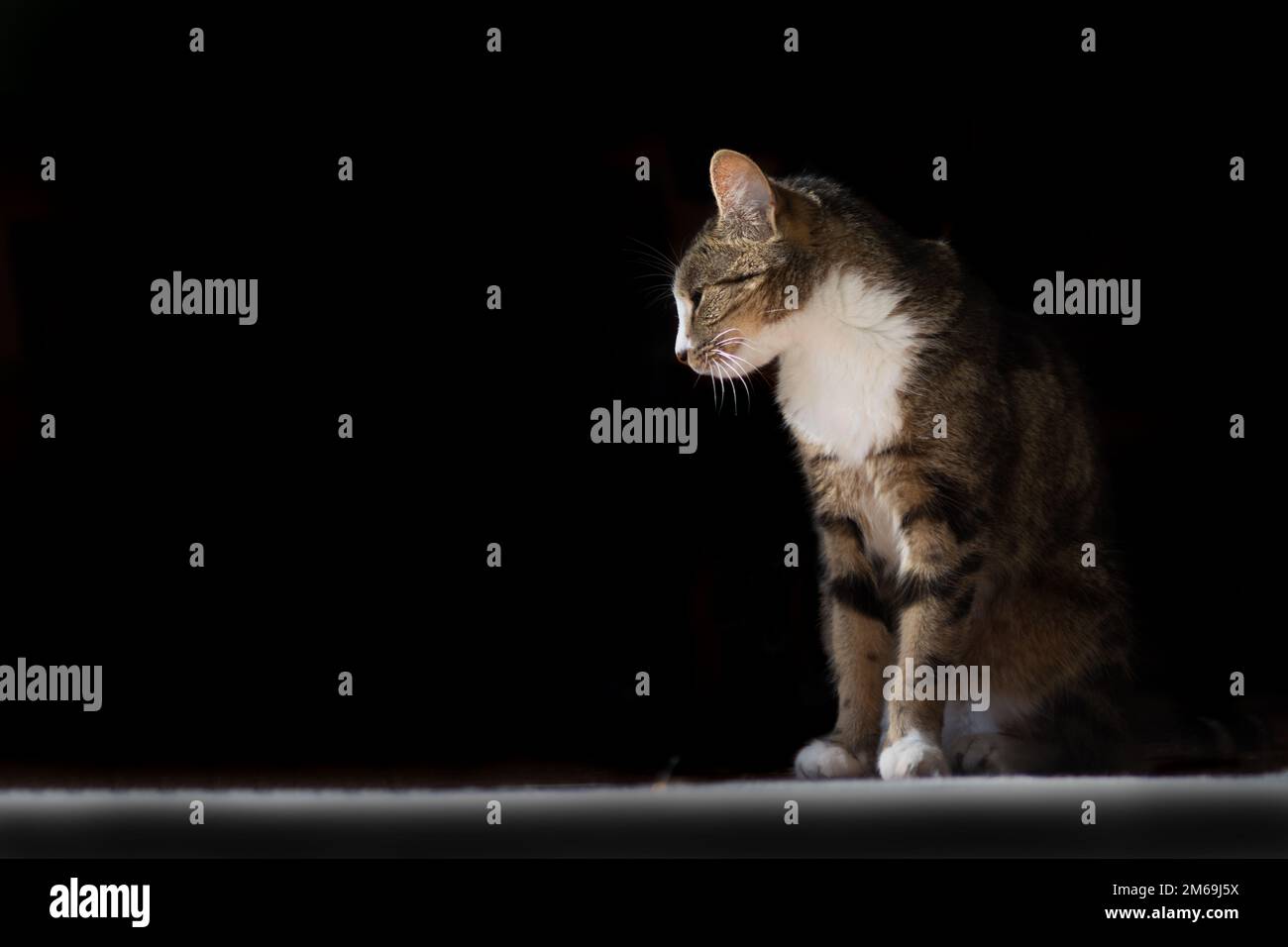 Black beige and white cat sitting with halfclosed eyes black