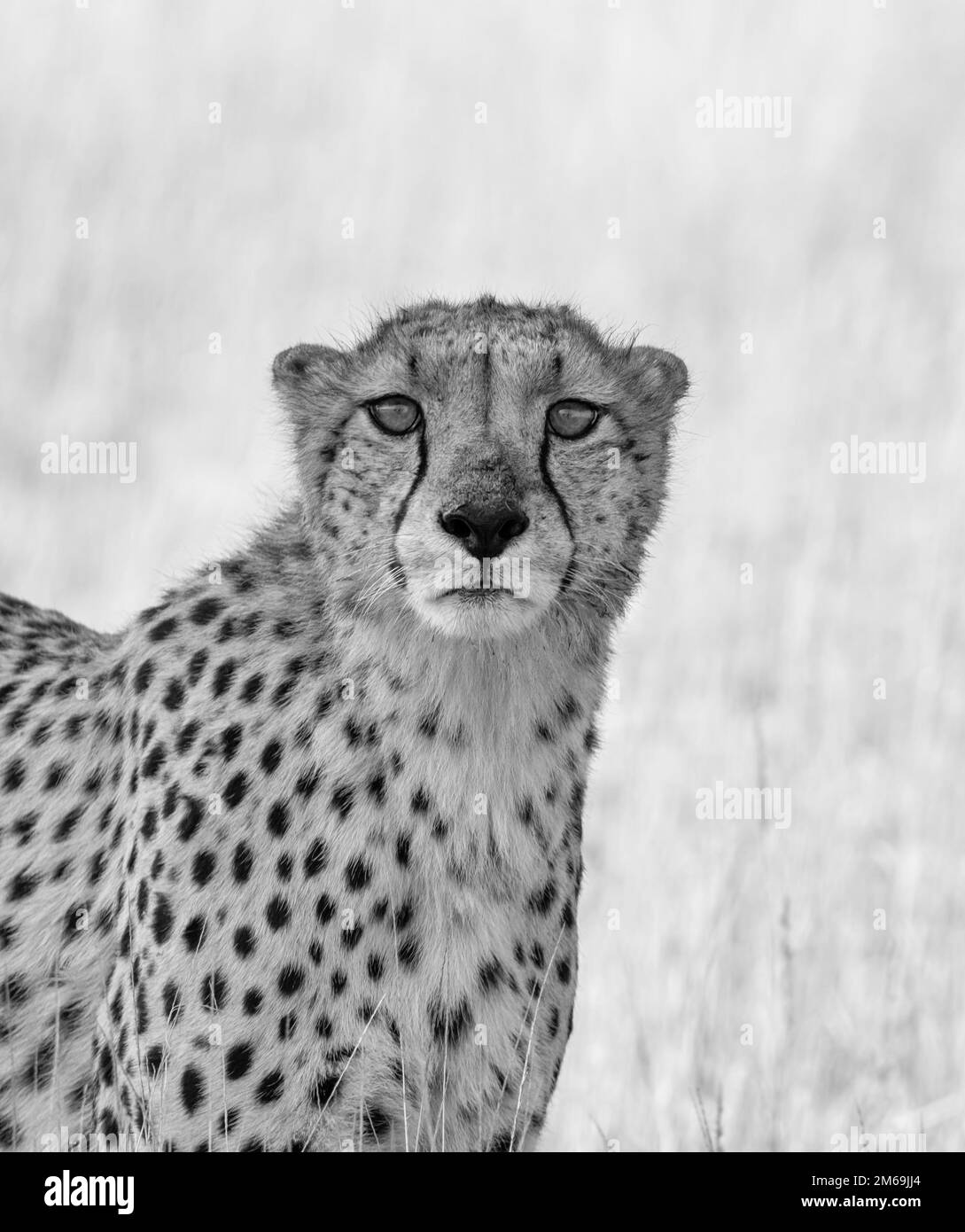 Fastest land animal Black and White Stock Photos & Images Alamy