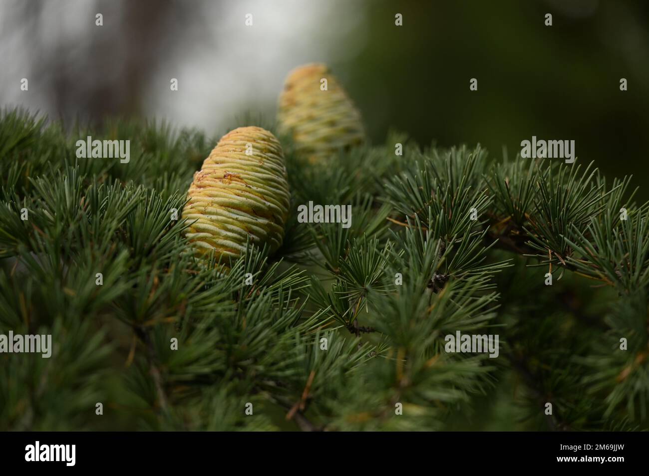 Himalayan cedar or deodar cedar tree with cones Stock Photo