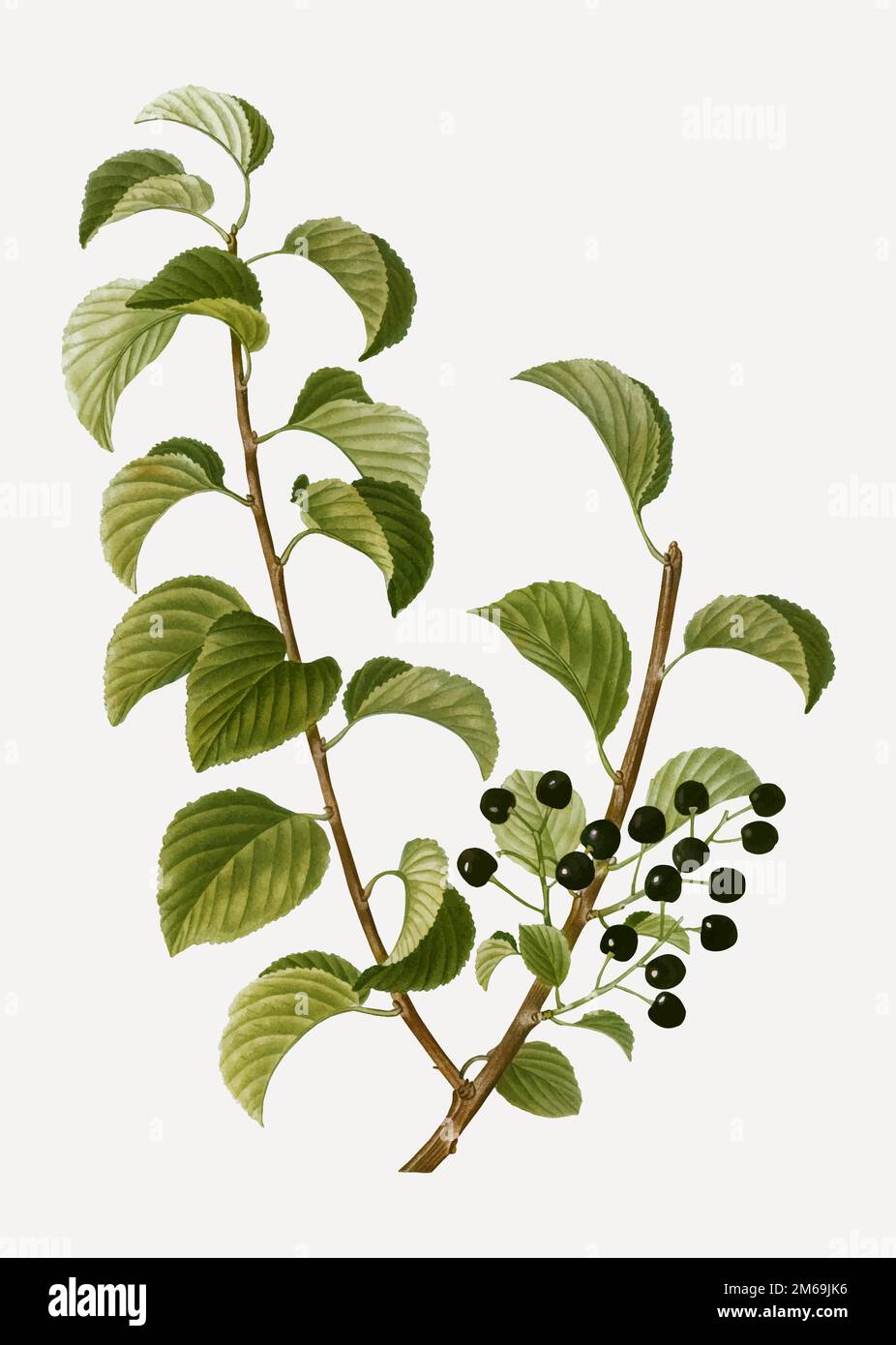 Vintage St. Lucie cherry branch plant vector Stock Vector Image & Art ...