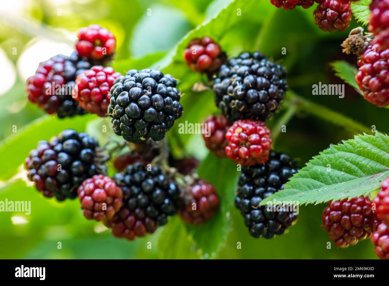 Blackberries grow in the garden. Ripe and unripe blackberries on a bush
