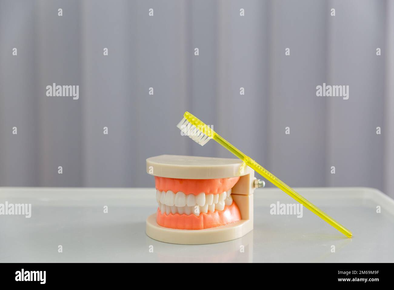 Clean teeth dental jaw model and yellow thooth brush on gray background