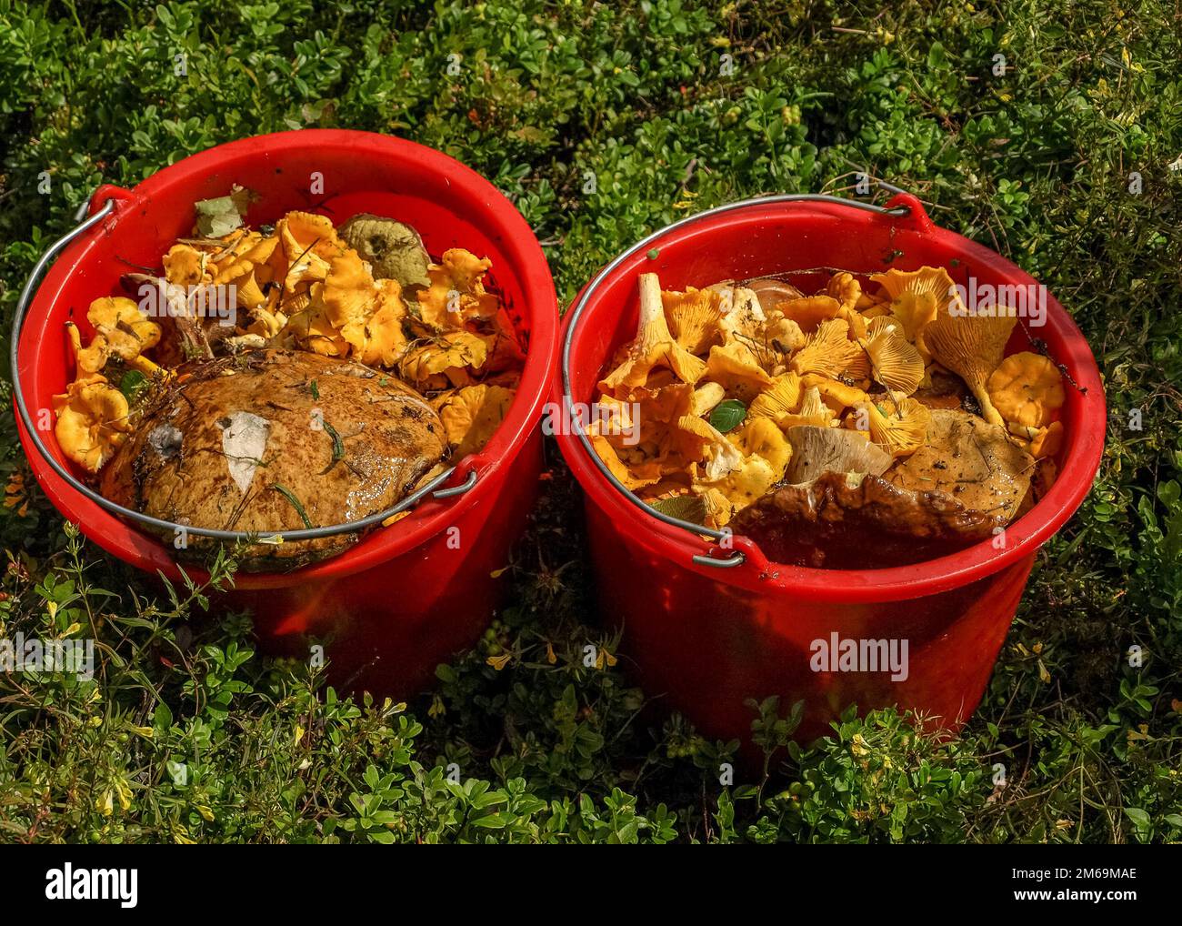 picture with red buckets and mushrooms, autumn harvest time, autumn in ...