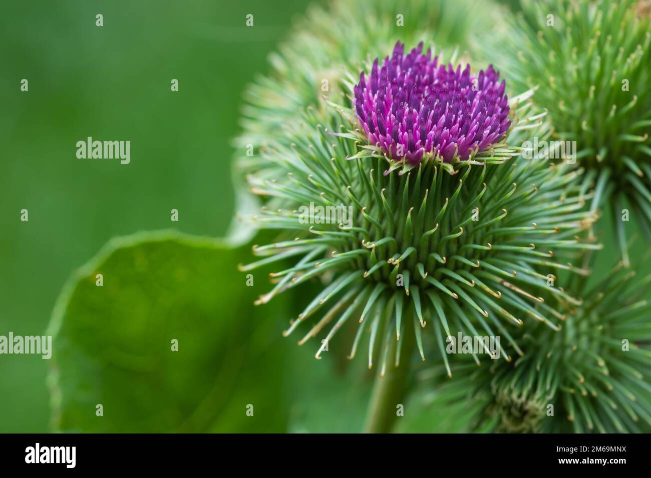 Greater burdock or edible burdock flowers, Arctium lappa , Stock Photo