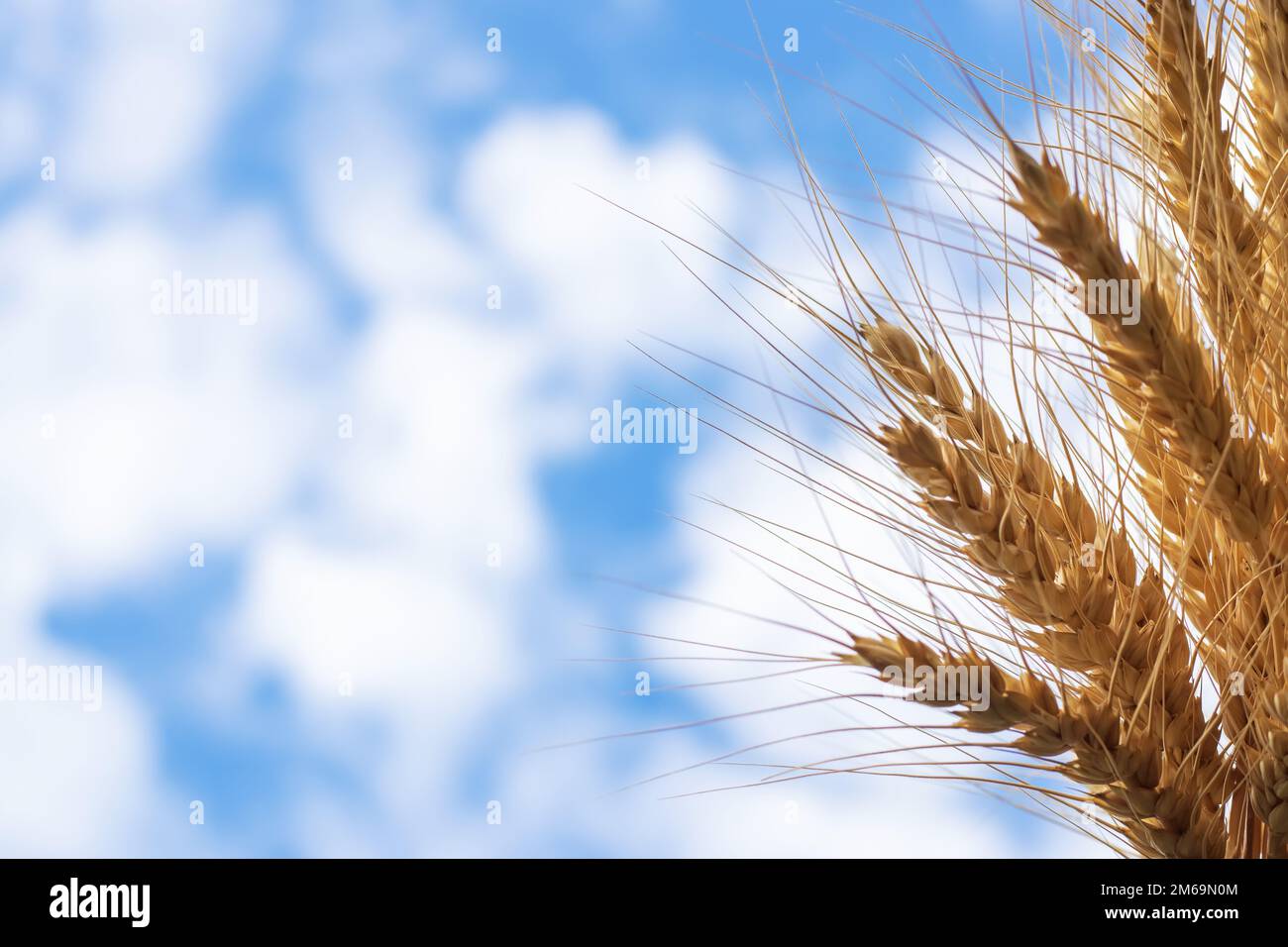 Golden cereals grows in field over blue sky. Grain crops. Spikelets of wheat, June. Important