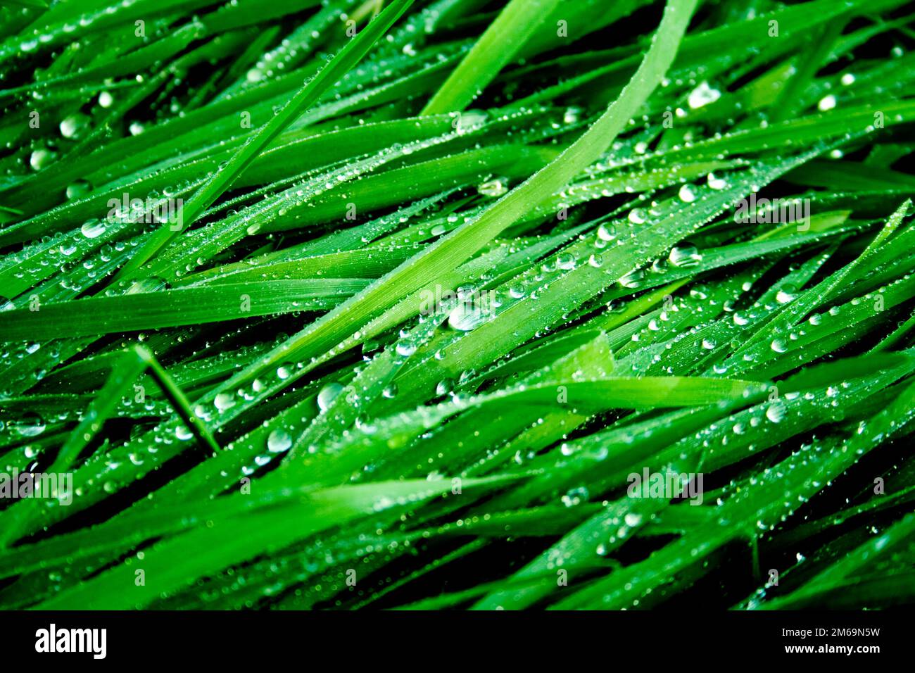 Green juicy grass dew hi-res stock photography and images - Alamy