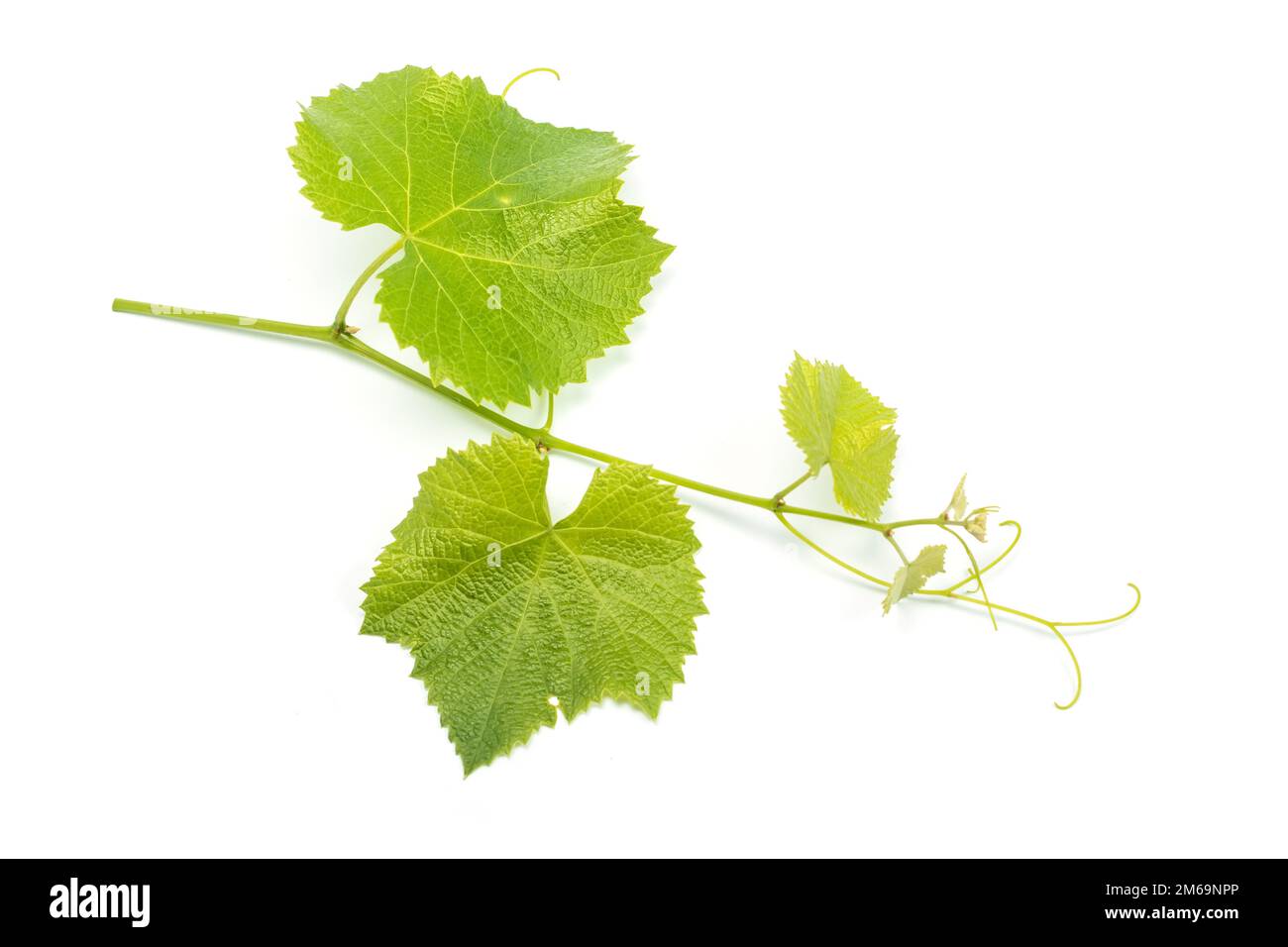Grape leaves vine branch with tendrils tropical plant isolated on white