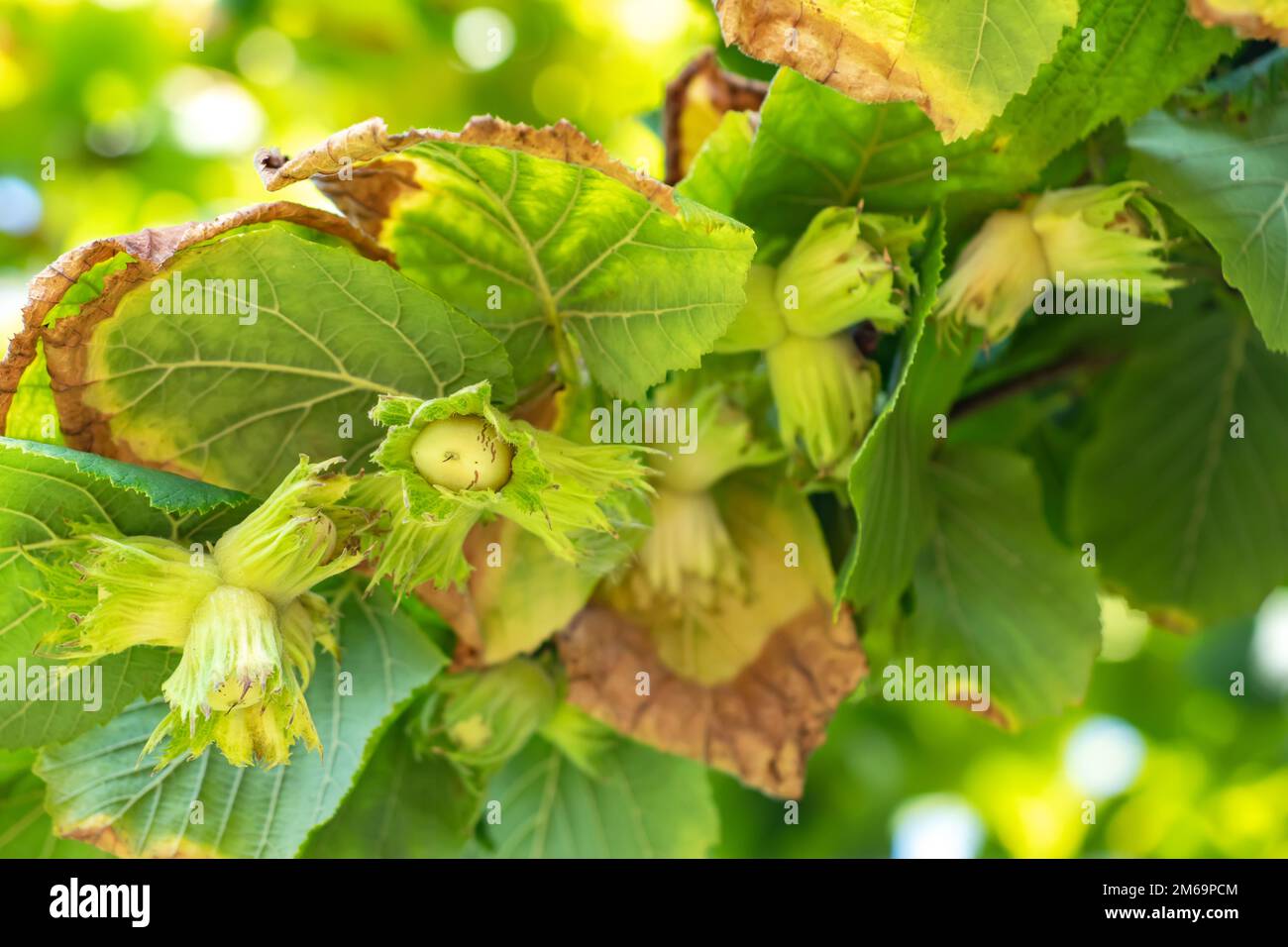 A macro shot of a cluster of hazelnuts hanging from the branches of a
