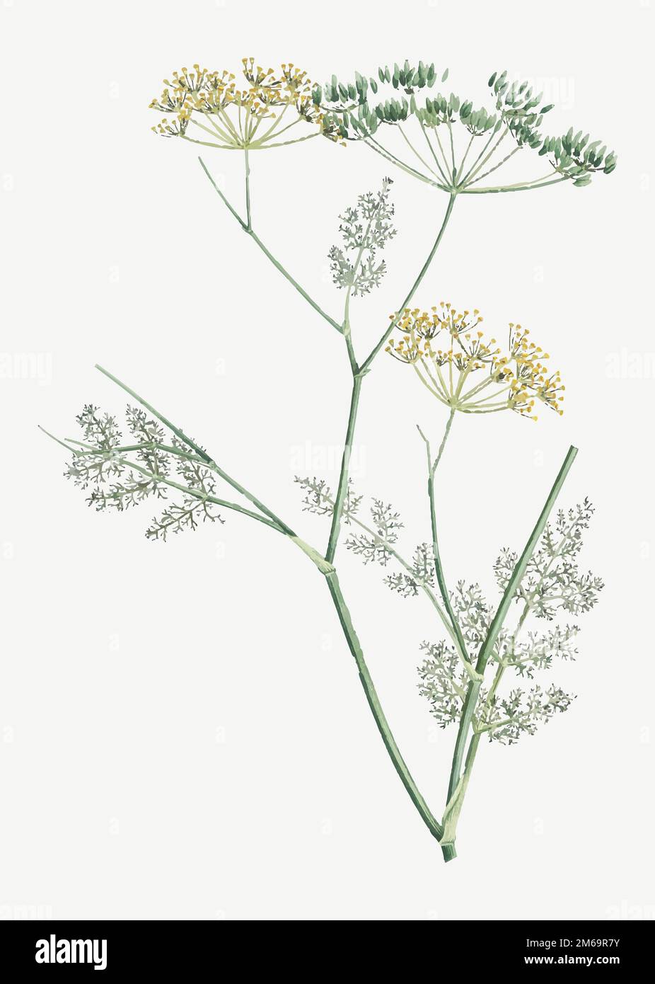 Vintage fennel flowering plant vector Stock Vector Image & Art Alamy
