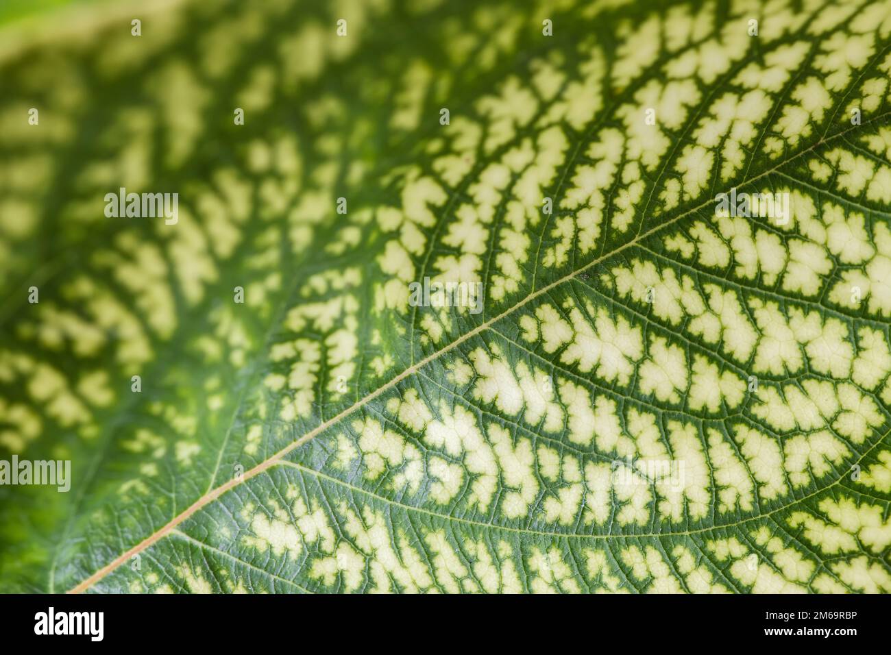 Detail of the backlit texture and pattern of a fig leaf plant, the veins form similar structure to a green tree. Stock Photo