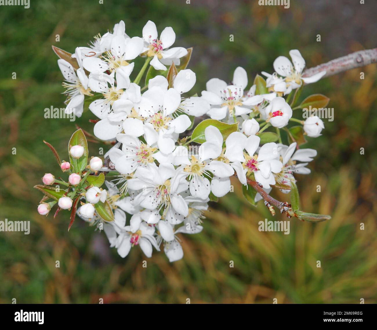 Apple Blossom Time Stock Photo