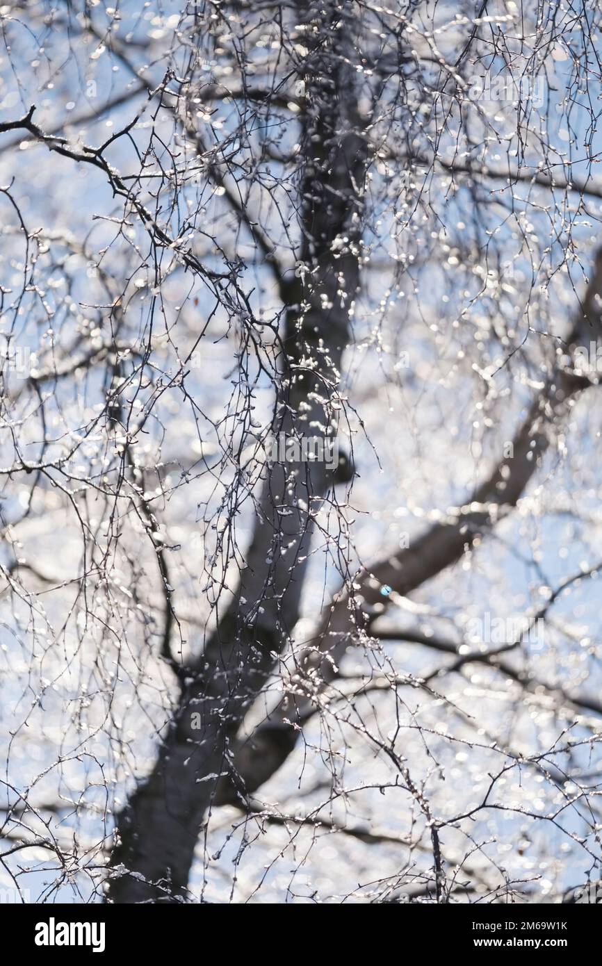 Tree branches covered in snow and frost, Swallowship Woods, Hexham, Northumberland, England Stock Photo