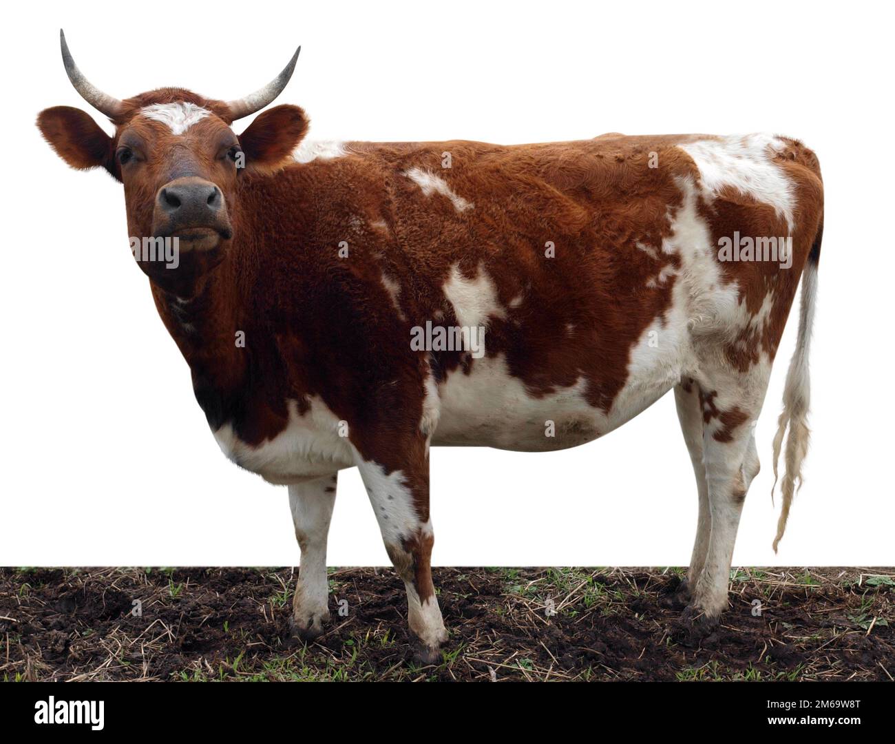 Ayrshire cow hires stock photography and images Alamy