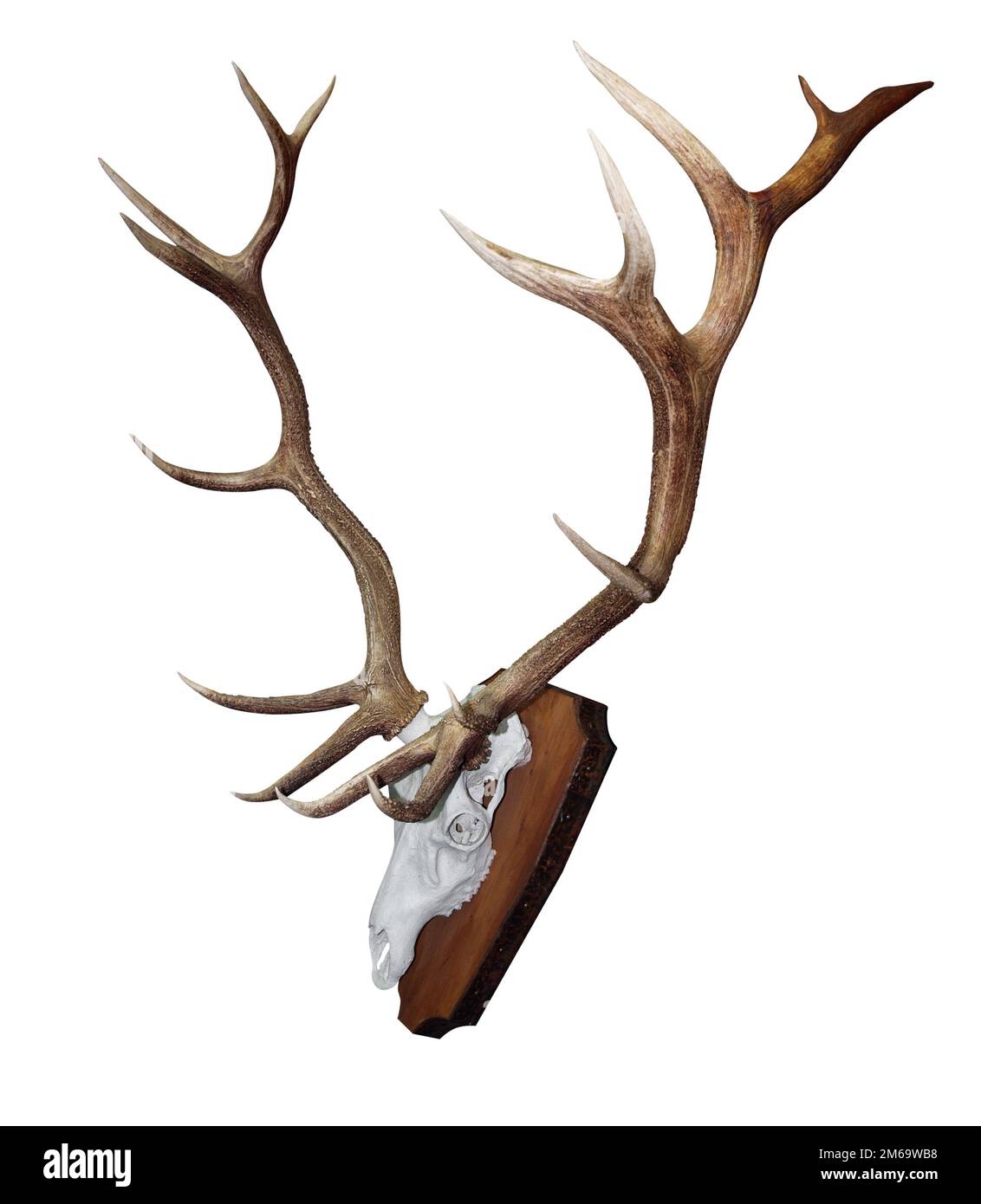 15 Point Mounted Stag Horns Stock Photo