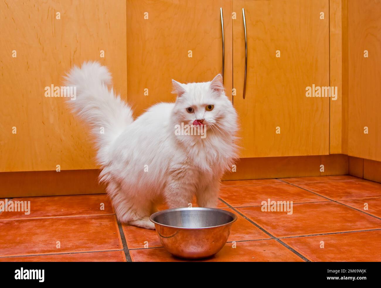White cat eating Stock Photo - Alamy