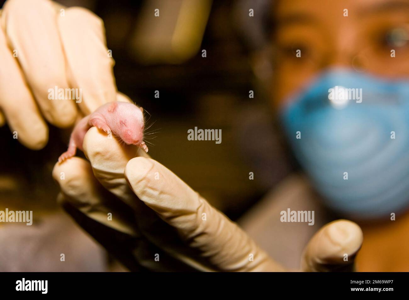 Scientist with baby mouse Stock Photo