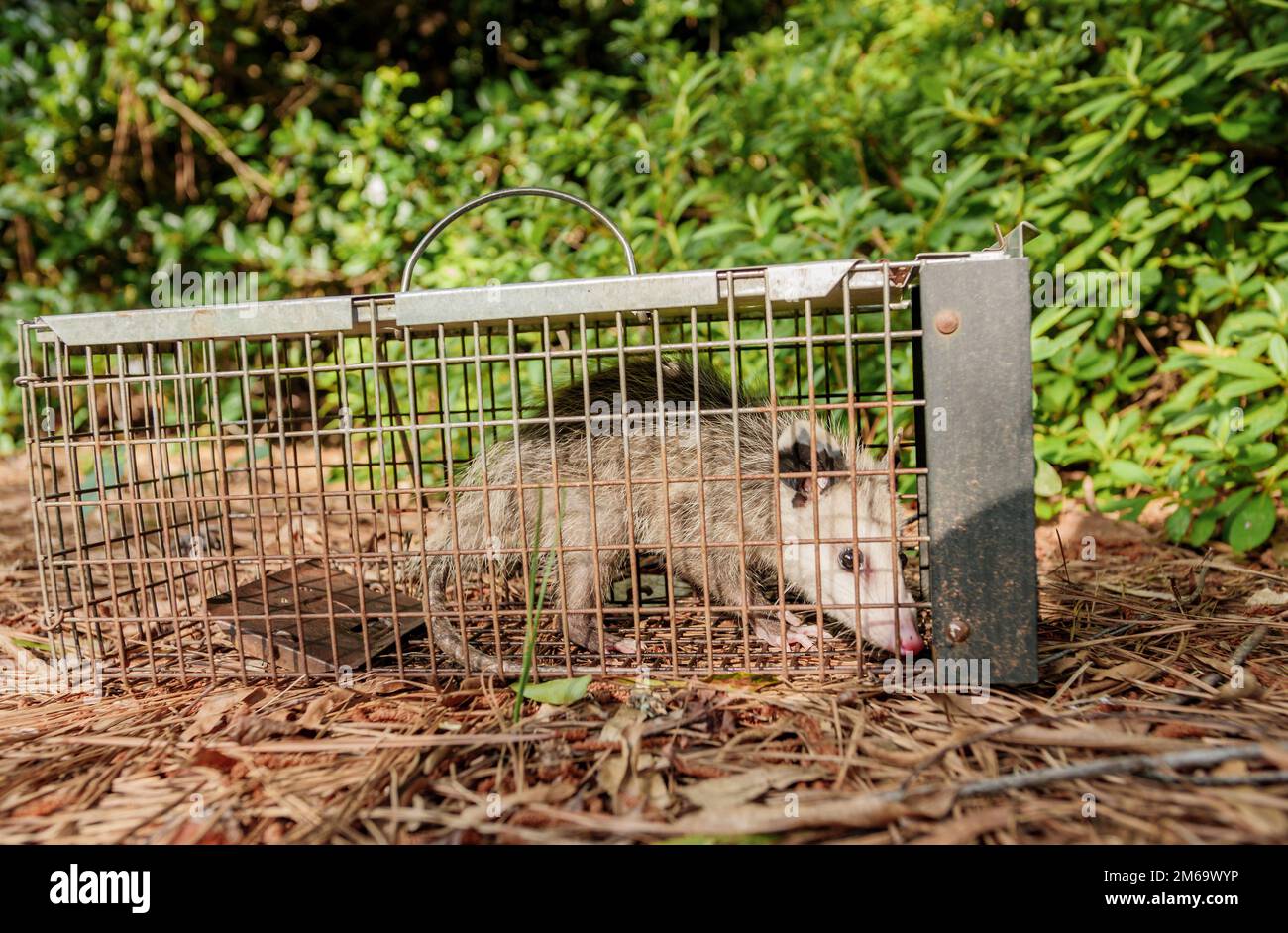 Possum in live humane trap. Trapped opossum marsupial. Pest and rodent removal cage. Catch and release wildlife animal control service. Stock Photo
