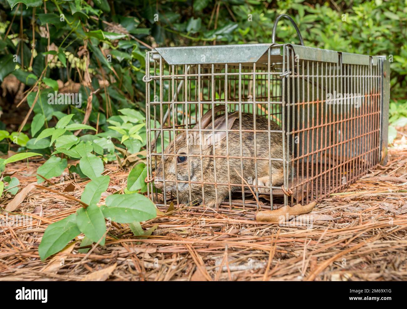 Rabbit in live humane trap. Pest and rodent removal cage. Catch and release wildlife animal control service. Stock Photo