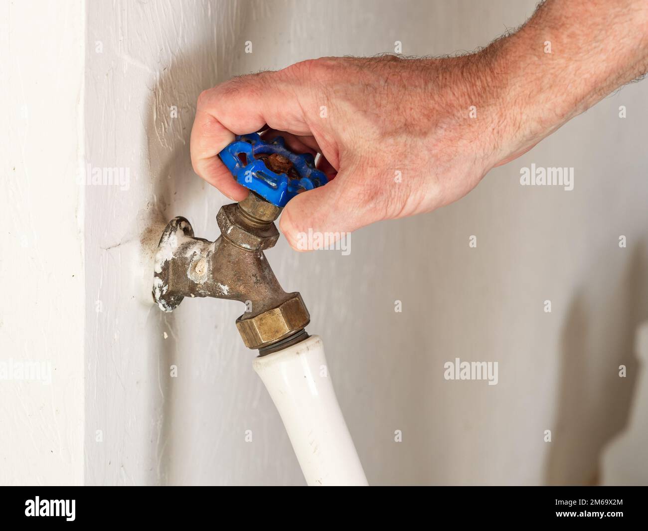 Man turning on outdoor water spigot for watering garden and lawn irrigation. Garden hose attached to a classic bronze water faucet with blue handle. Stock Photo