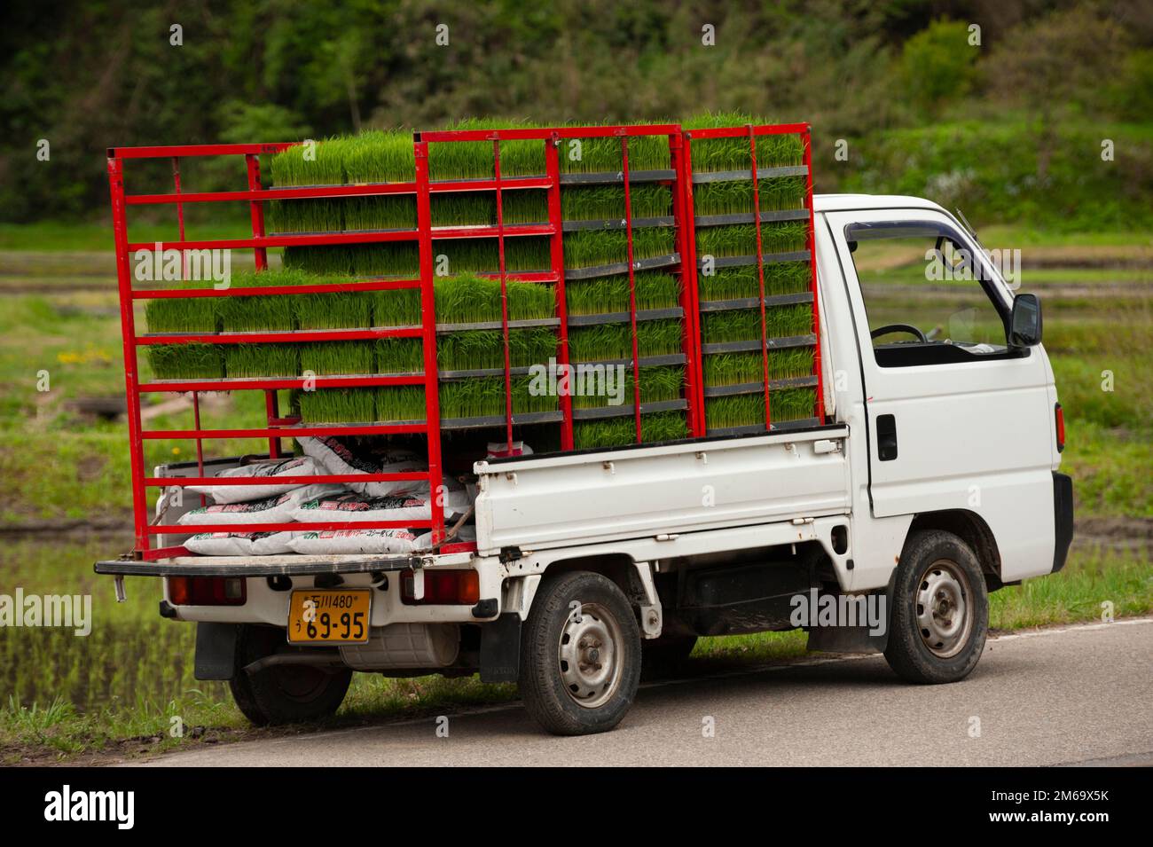A Japanese light truck is loaded down with rice seedlings ready for ...